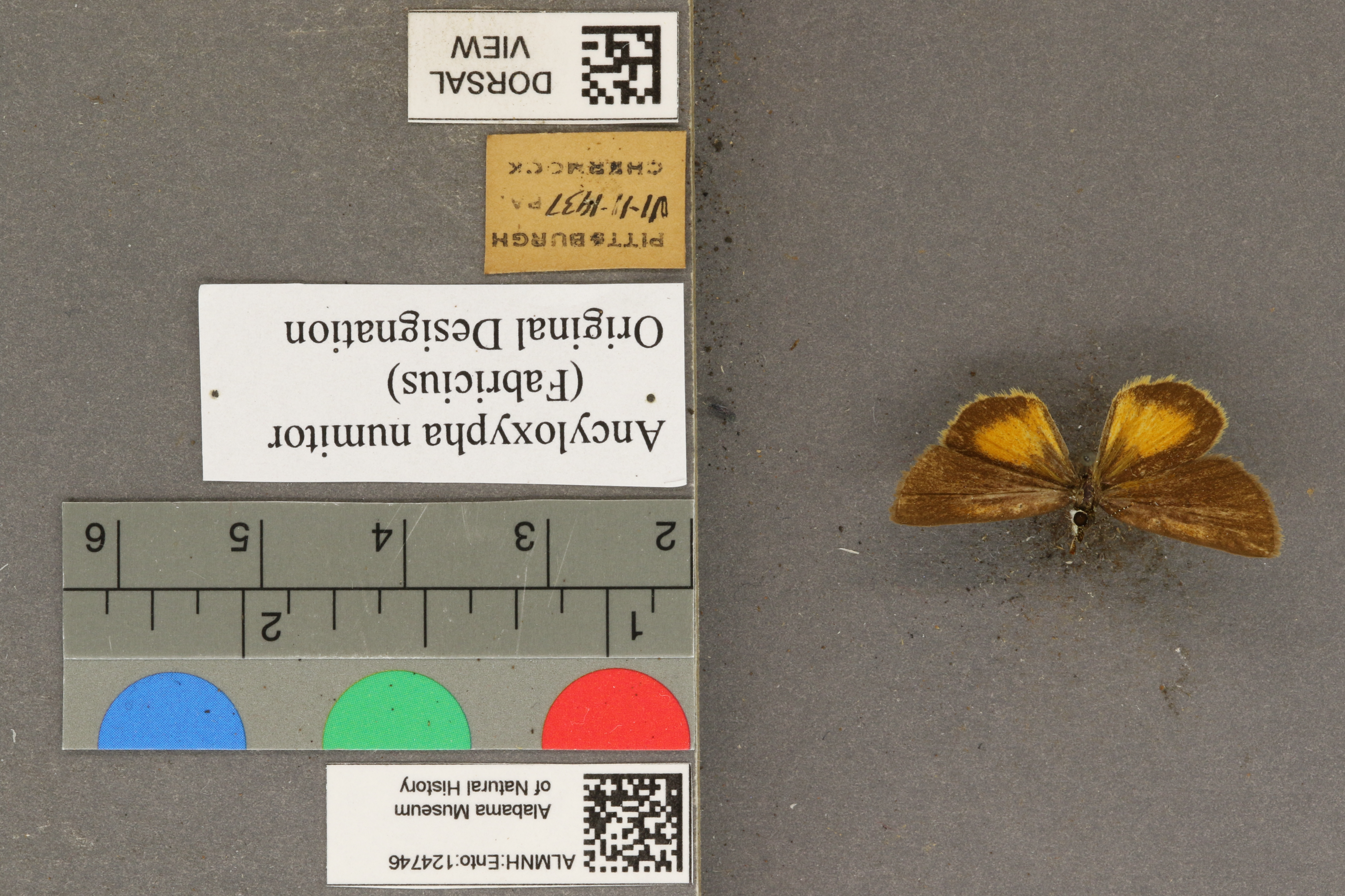 Ancyloxypha numitor