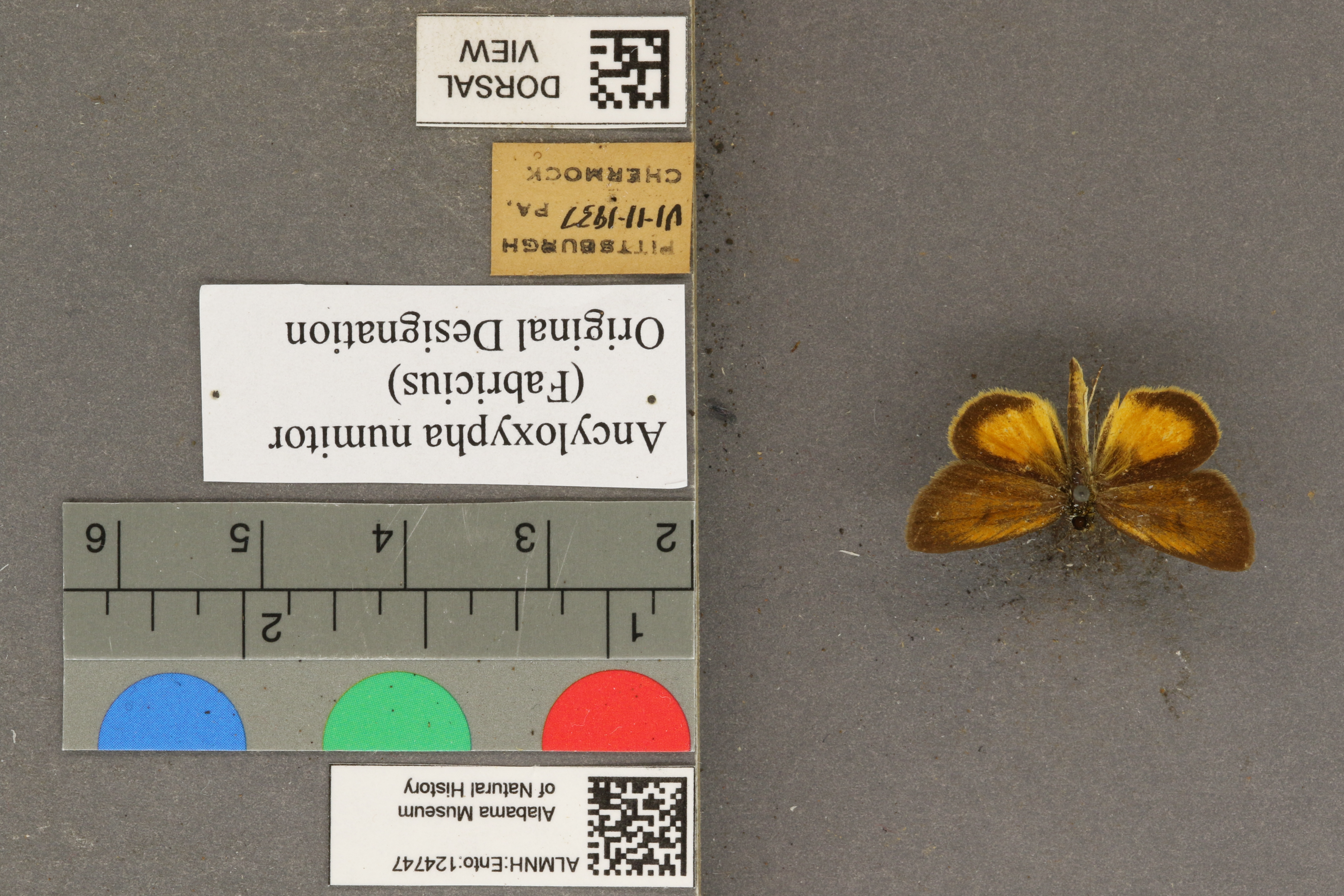 Ancyloxypha numitor