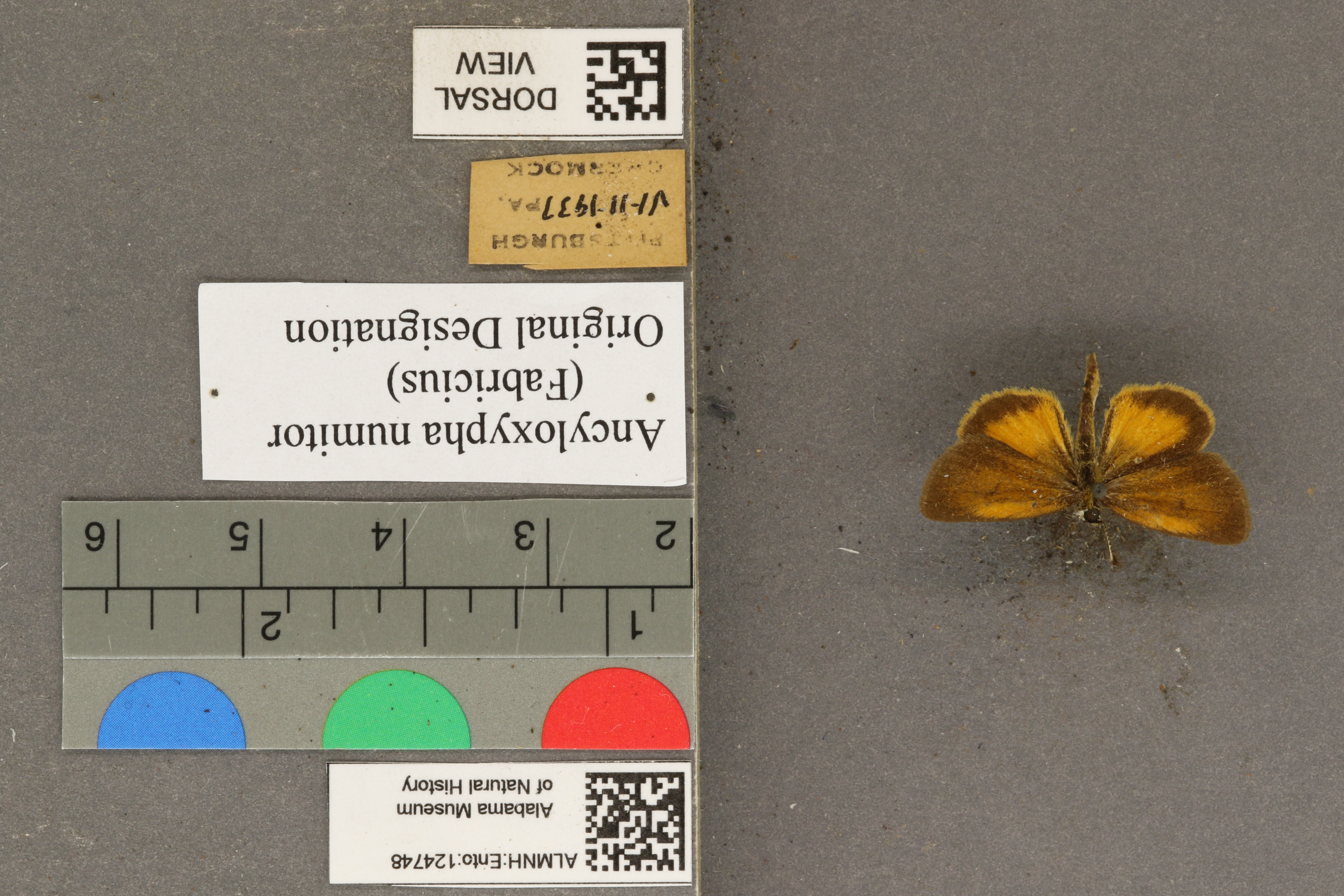 Ancyloxypha numitor