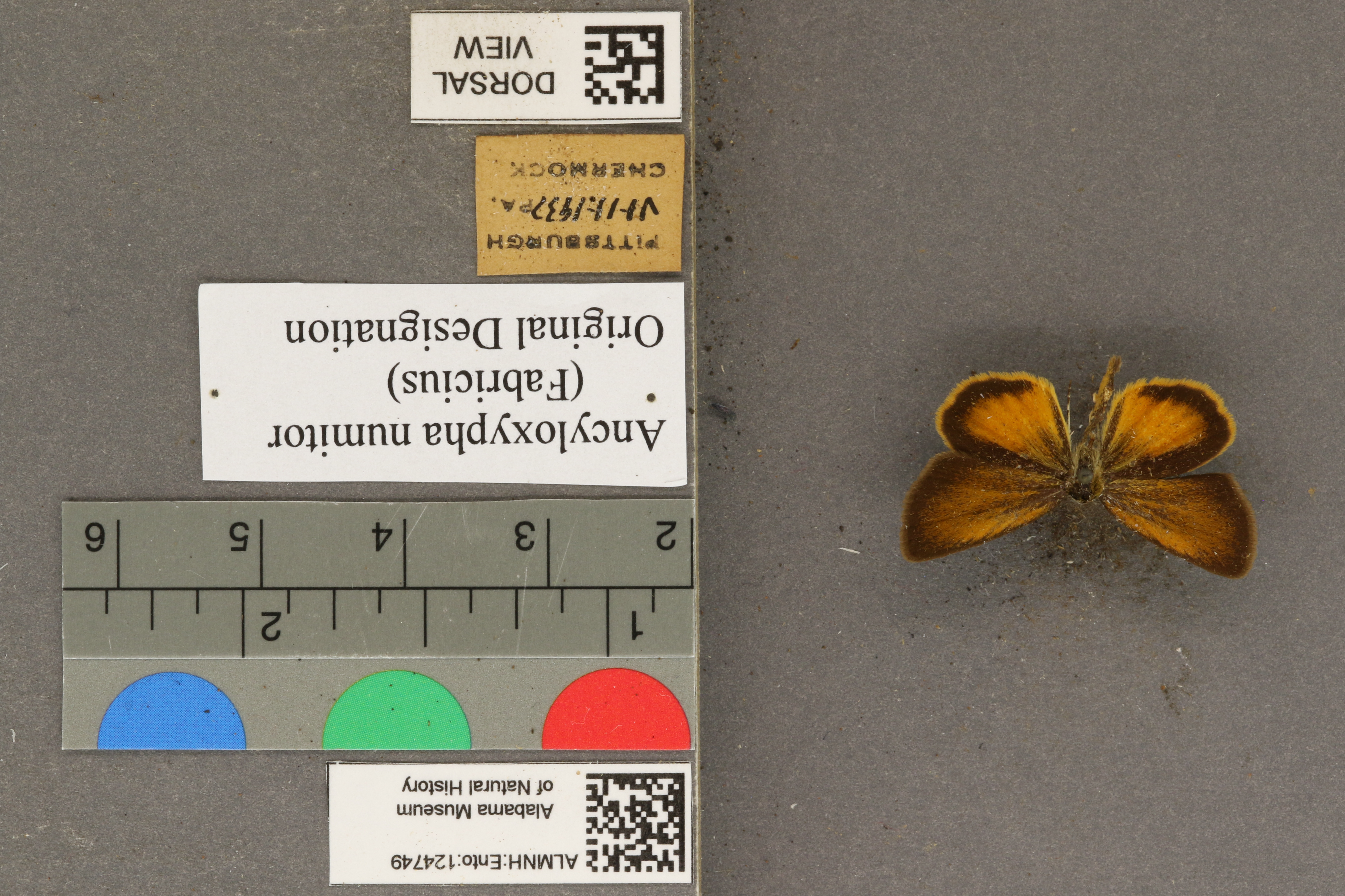 Ancyloxypha numitor