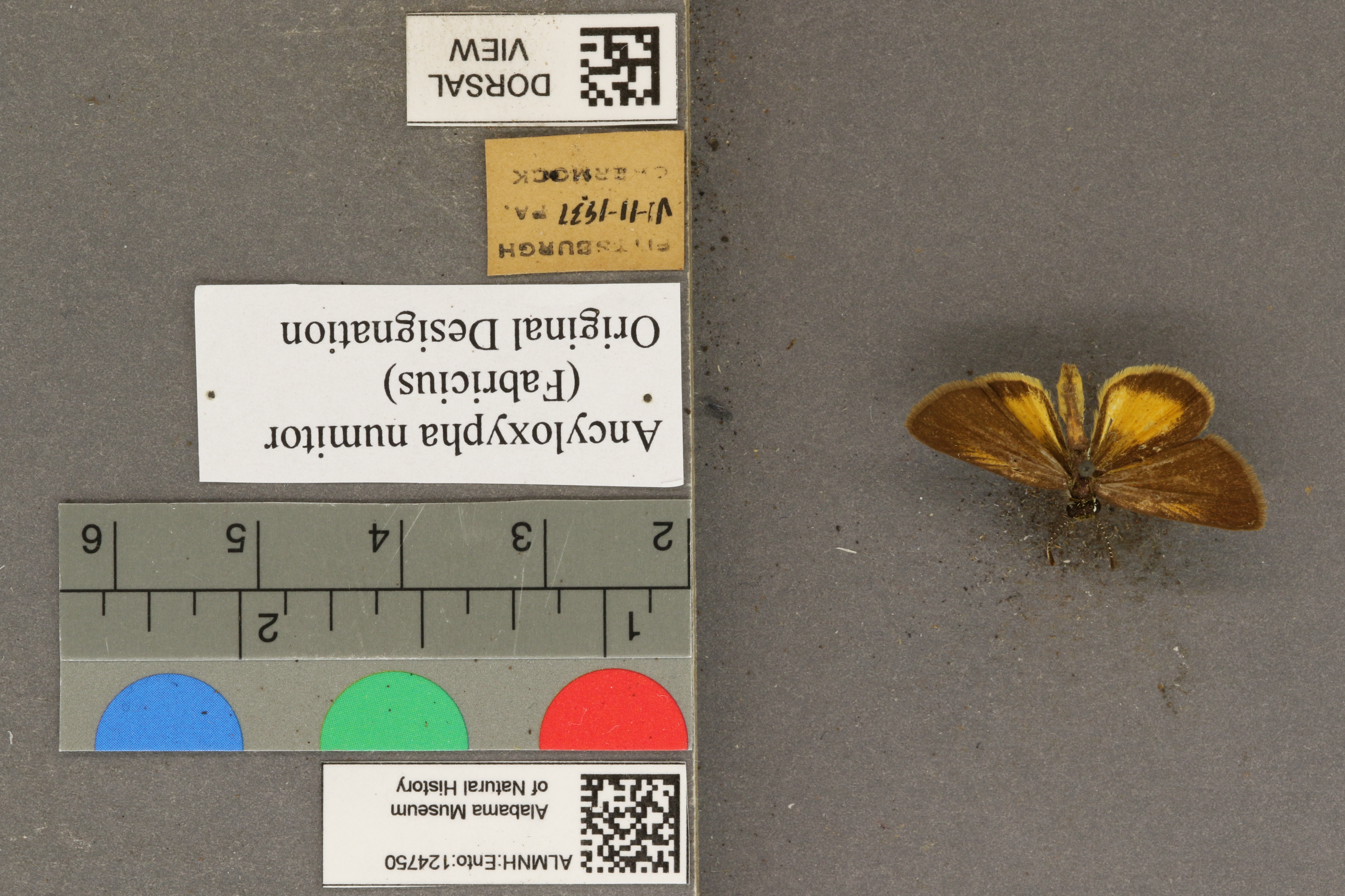 Ancyloxypha numitor