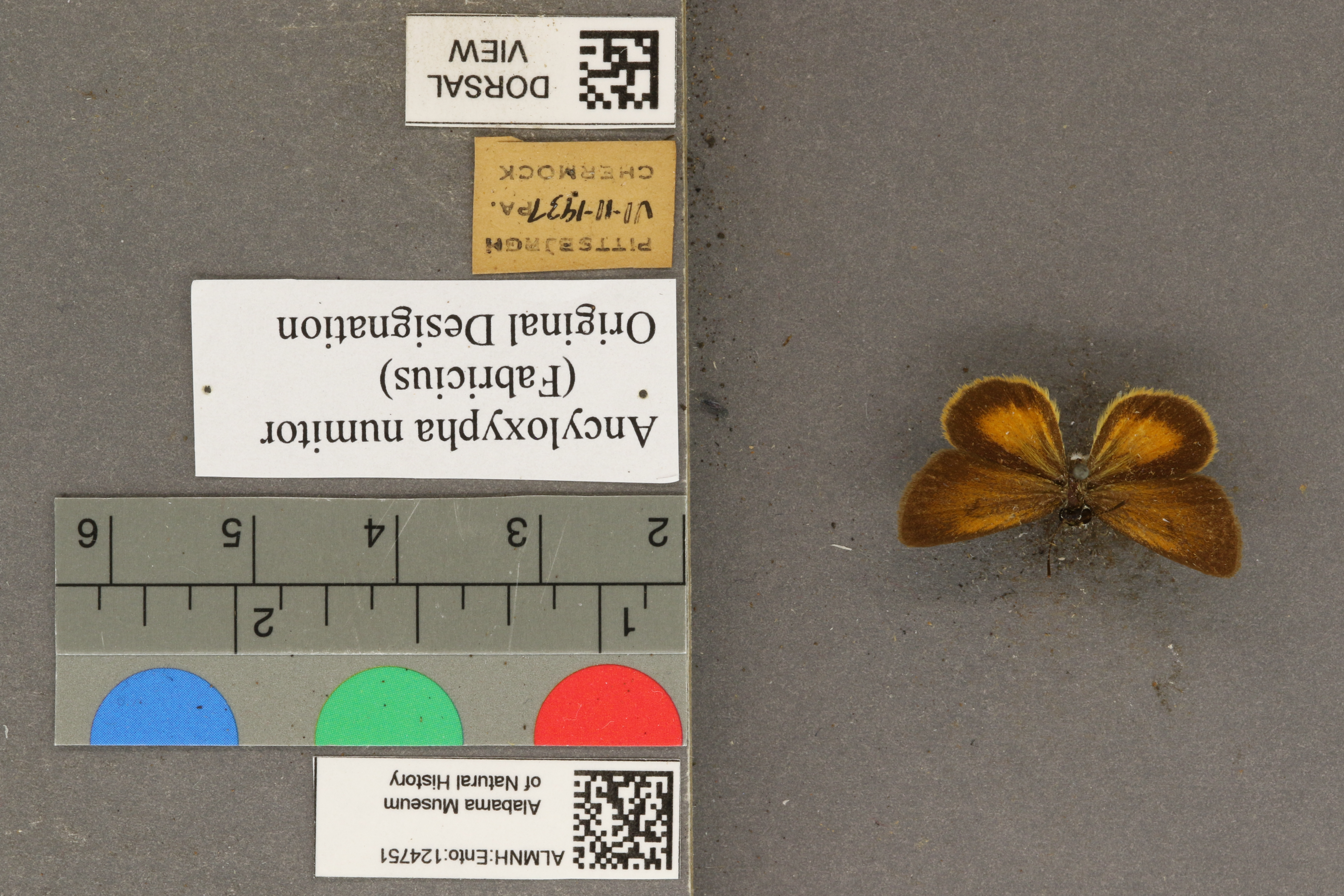 Ancyloxypha numitor