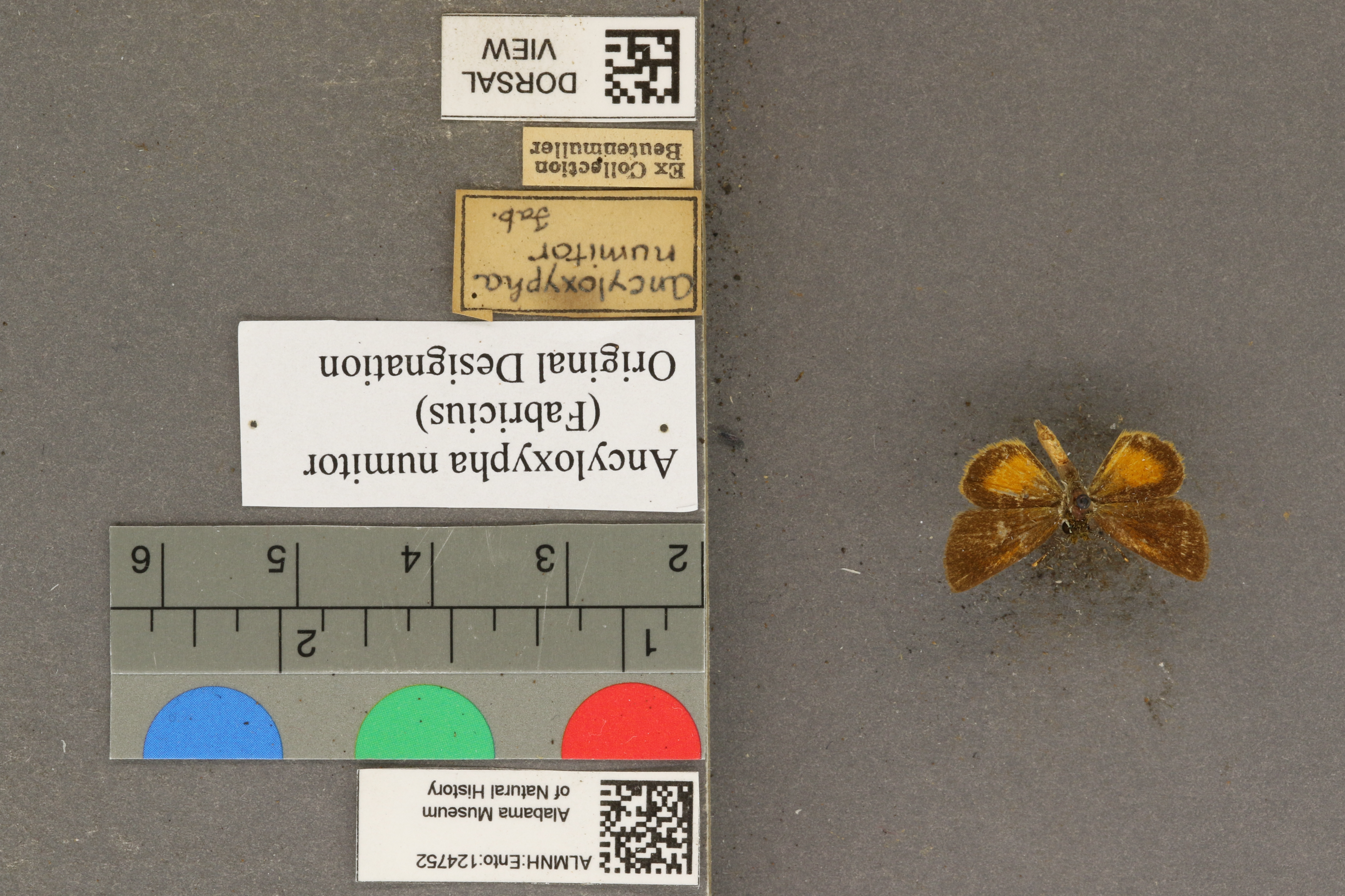 Ancyloxypha numitor