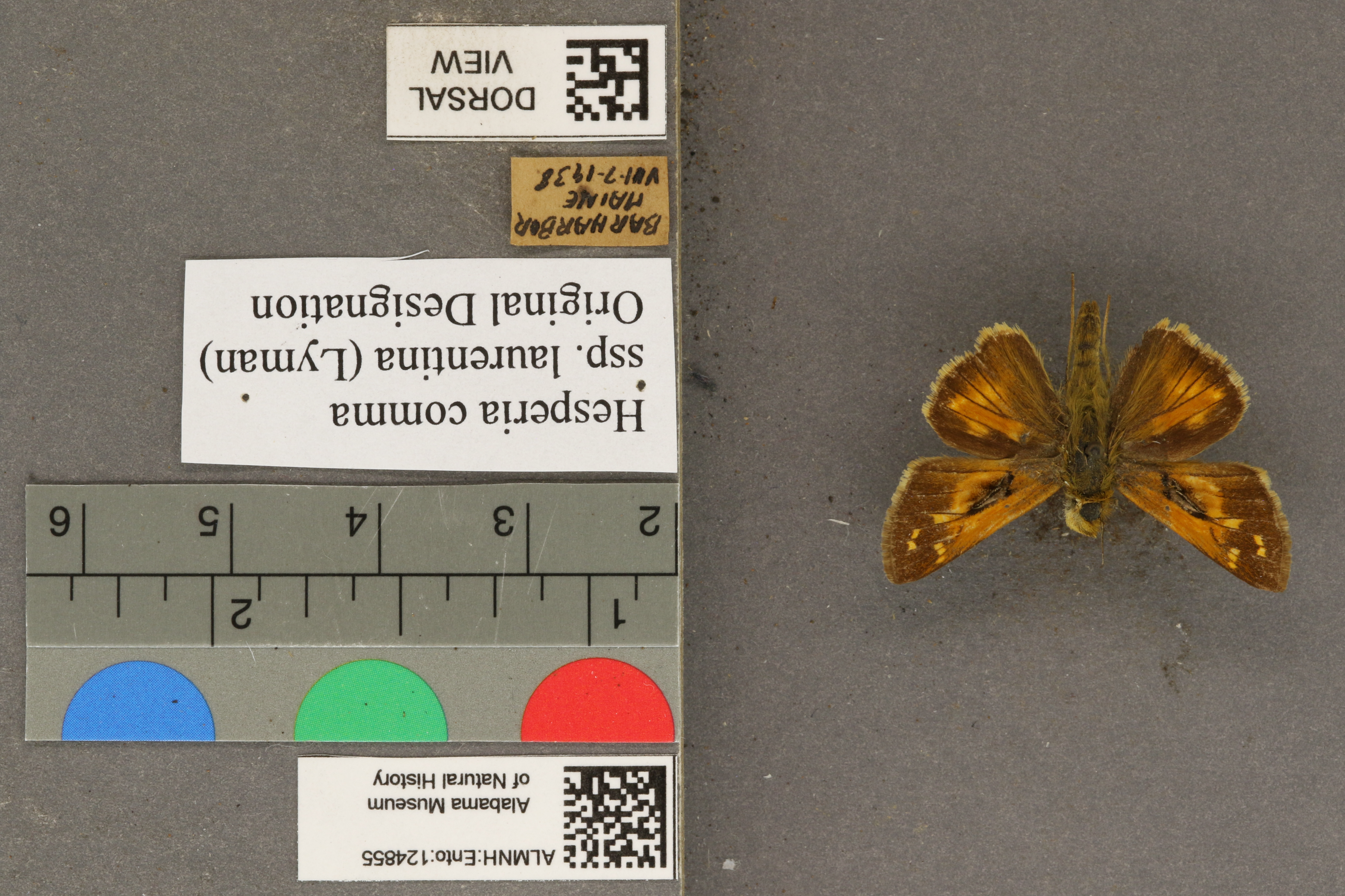 Hesperia comma laurentina