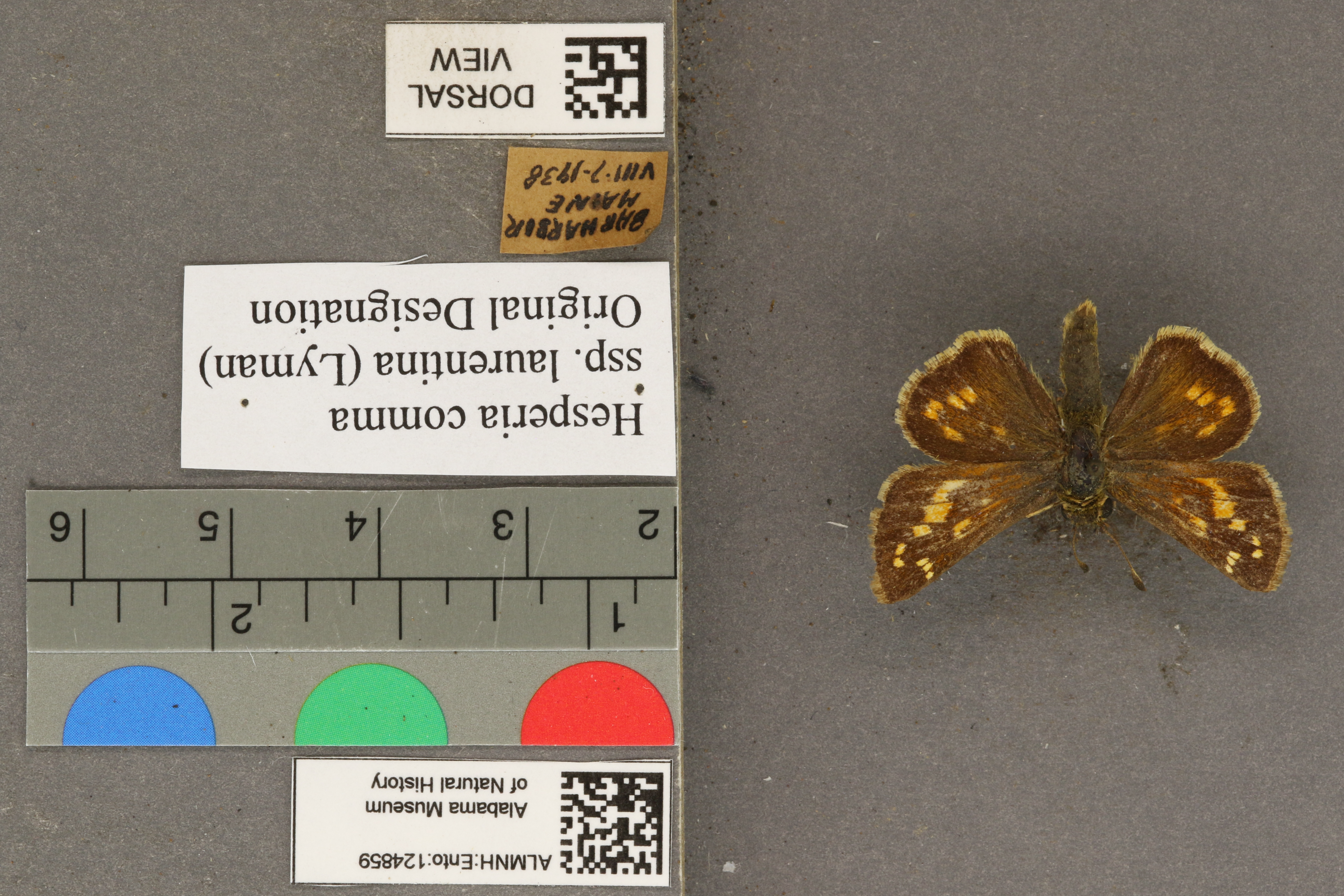 Hesperia comma laurentina