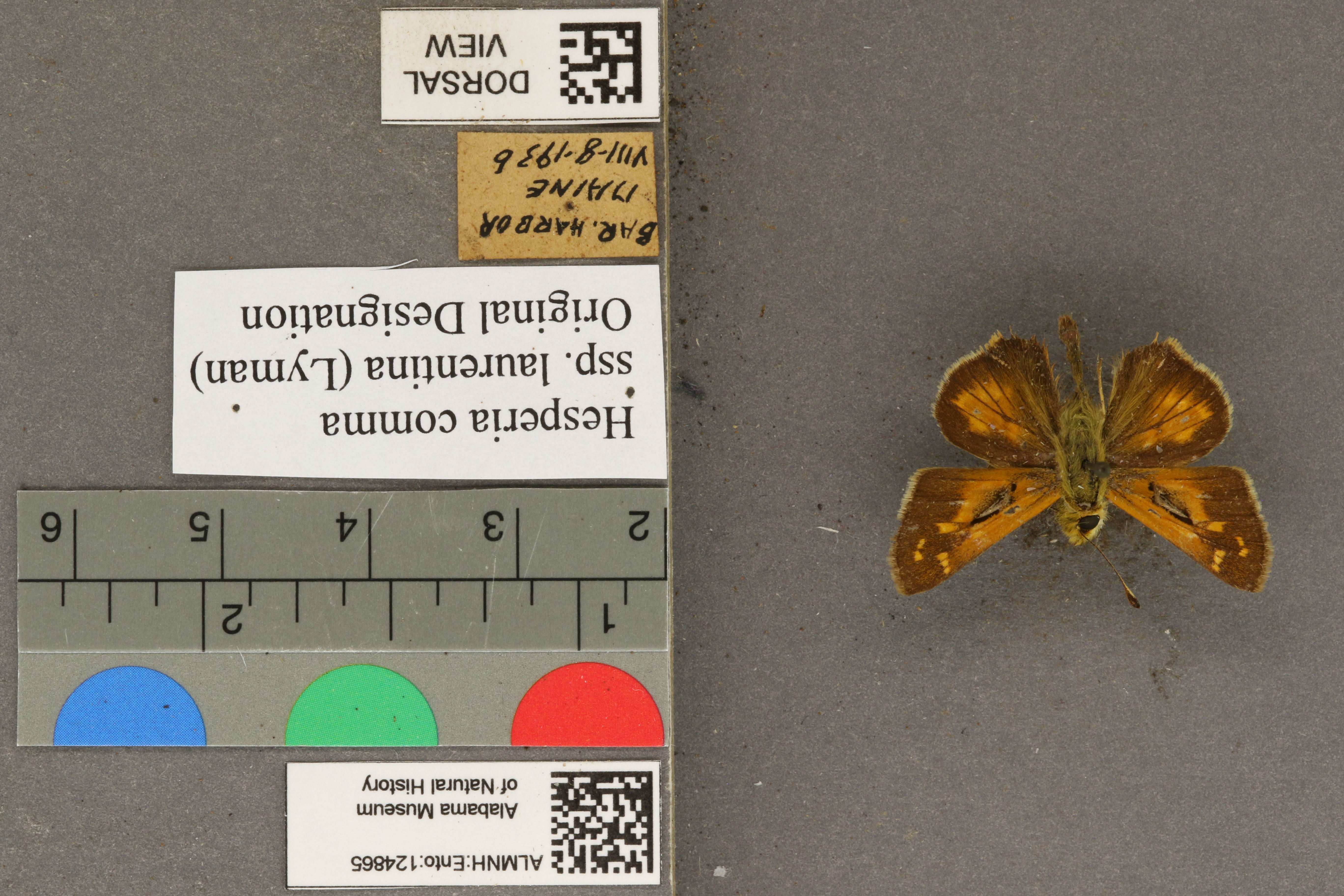Hesperia comma laurentina
