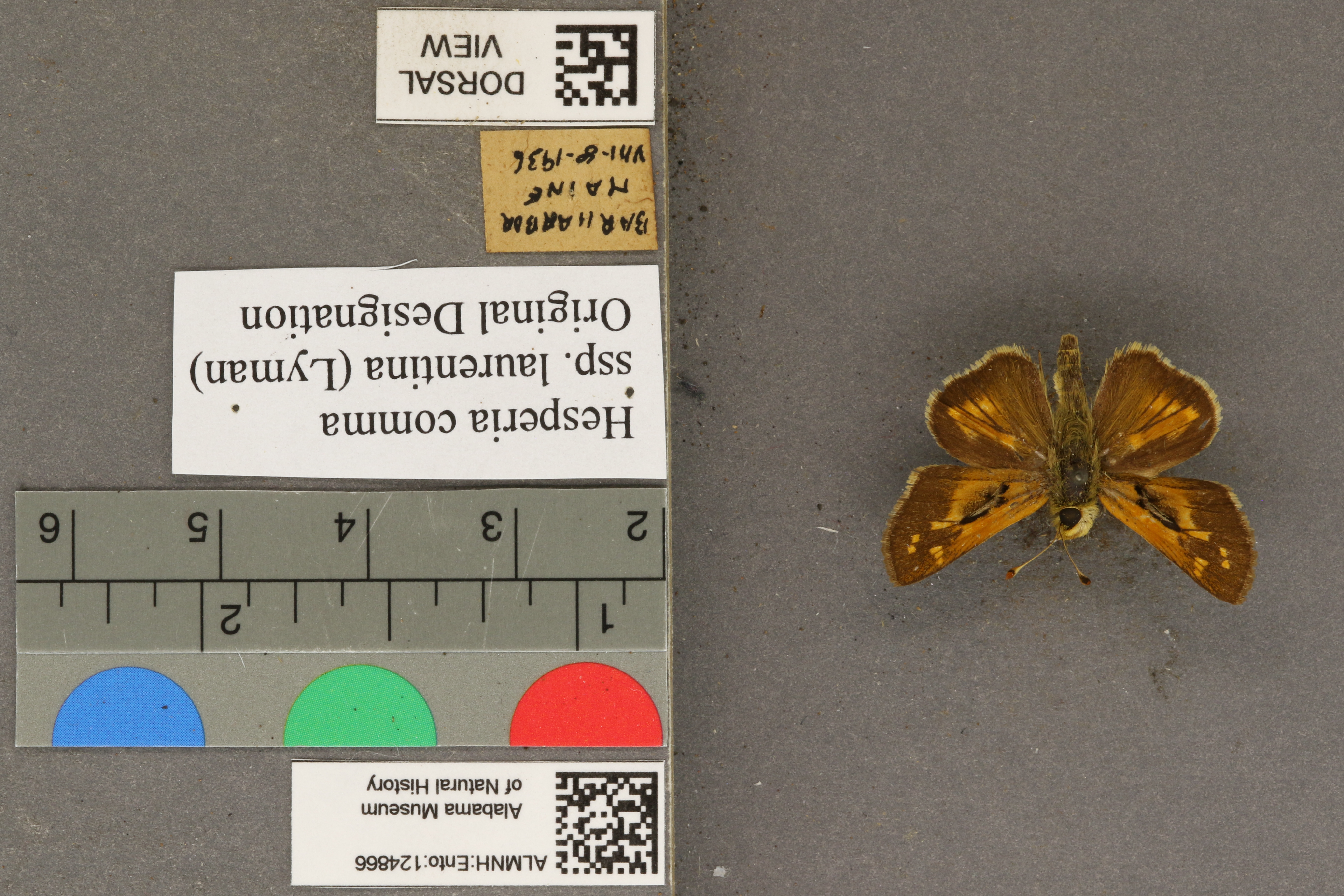 Hesperia comma laurentina