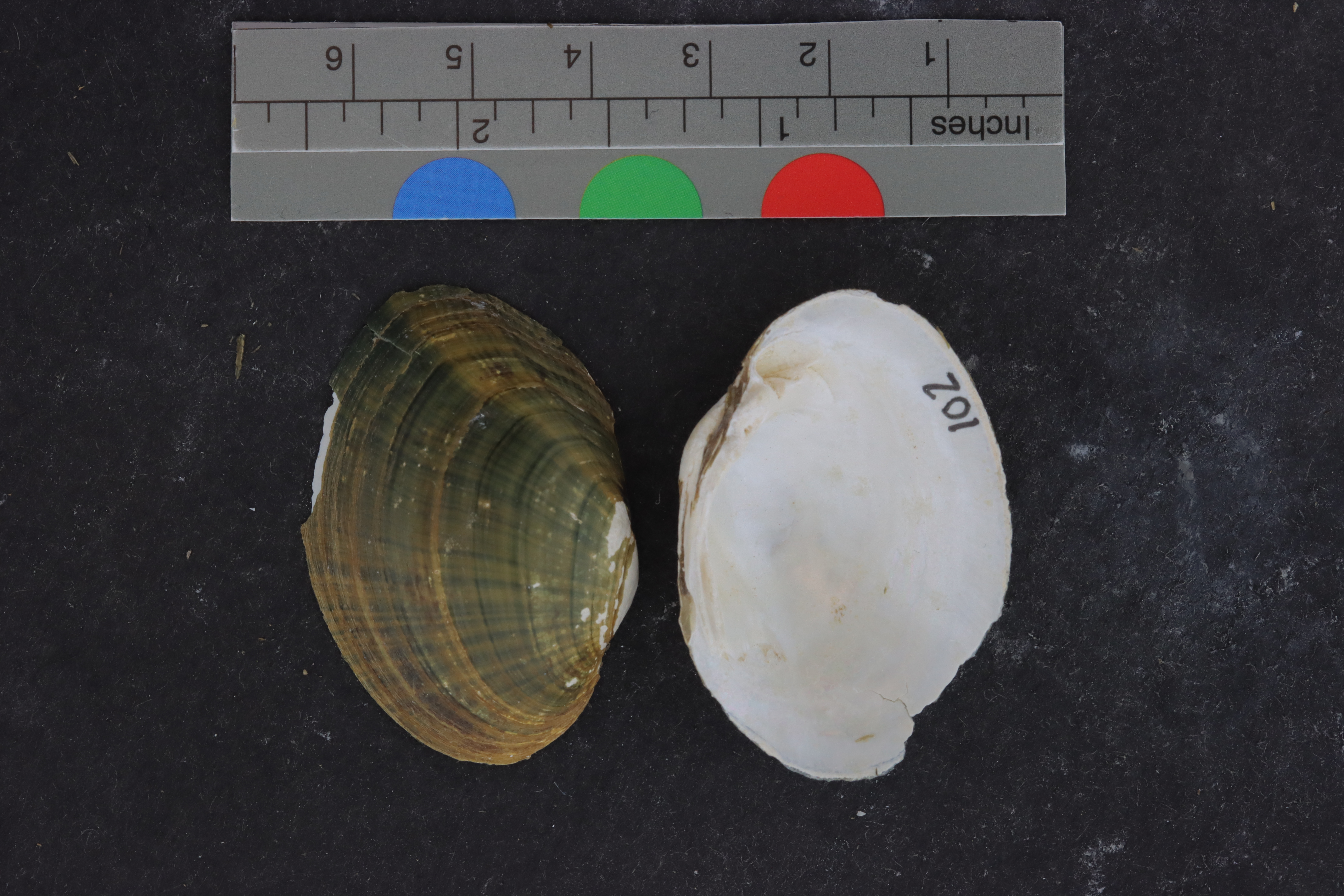 Specimen media