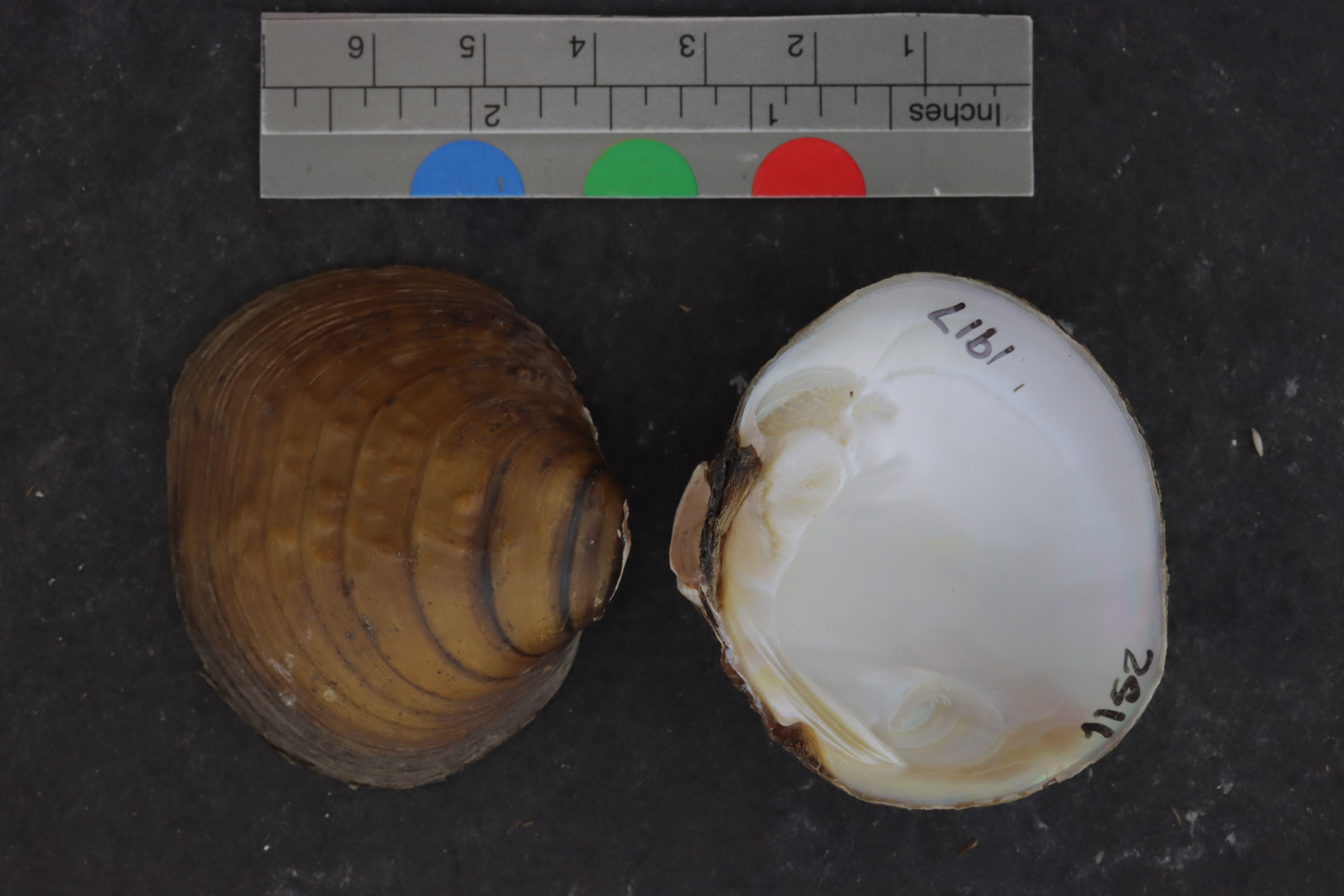 Specimen media