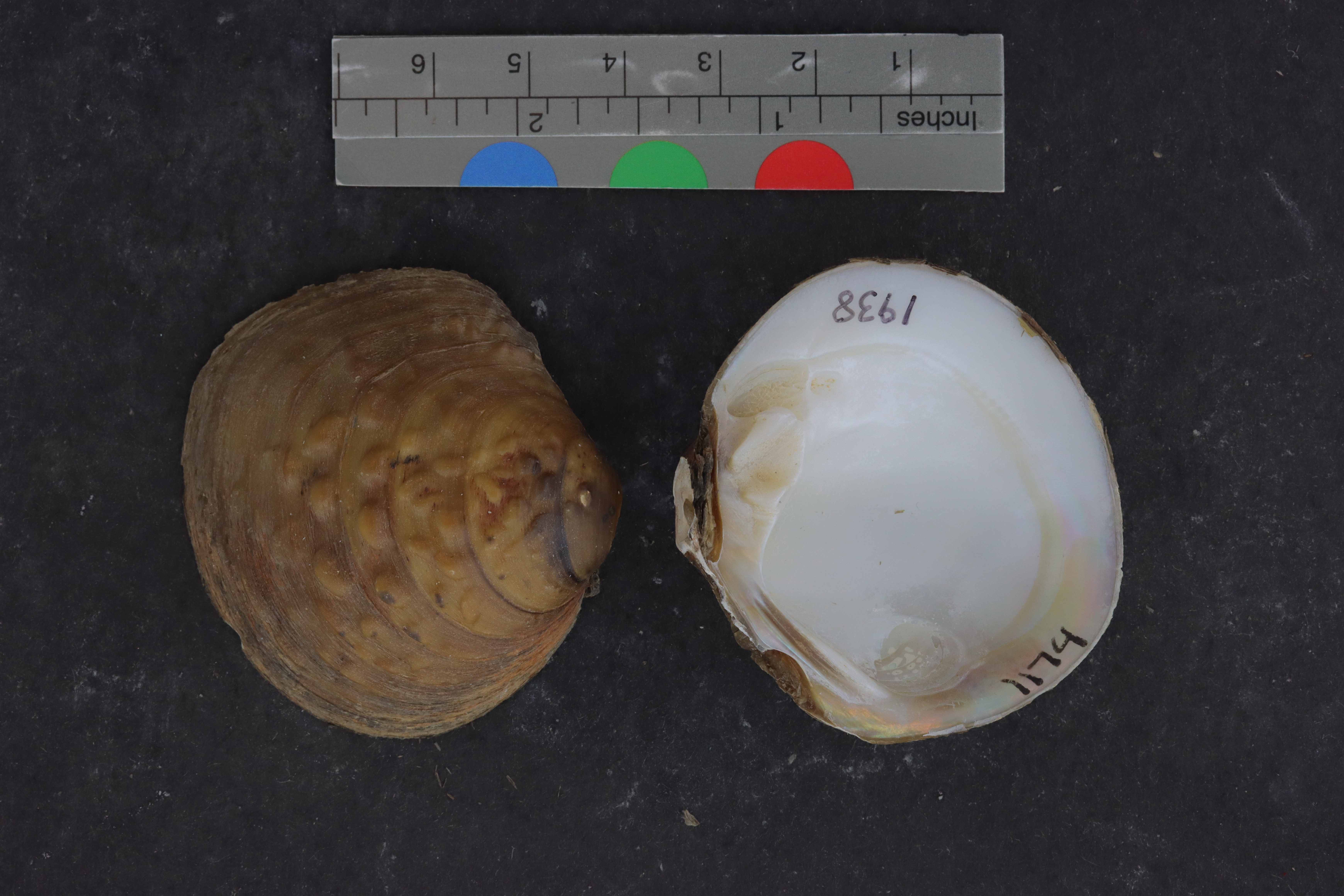 Quadrula asperata