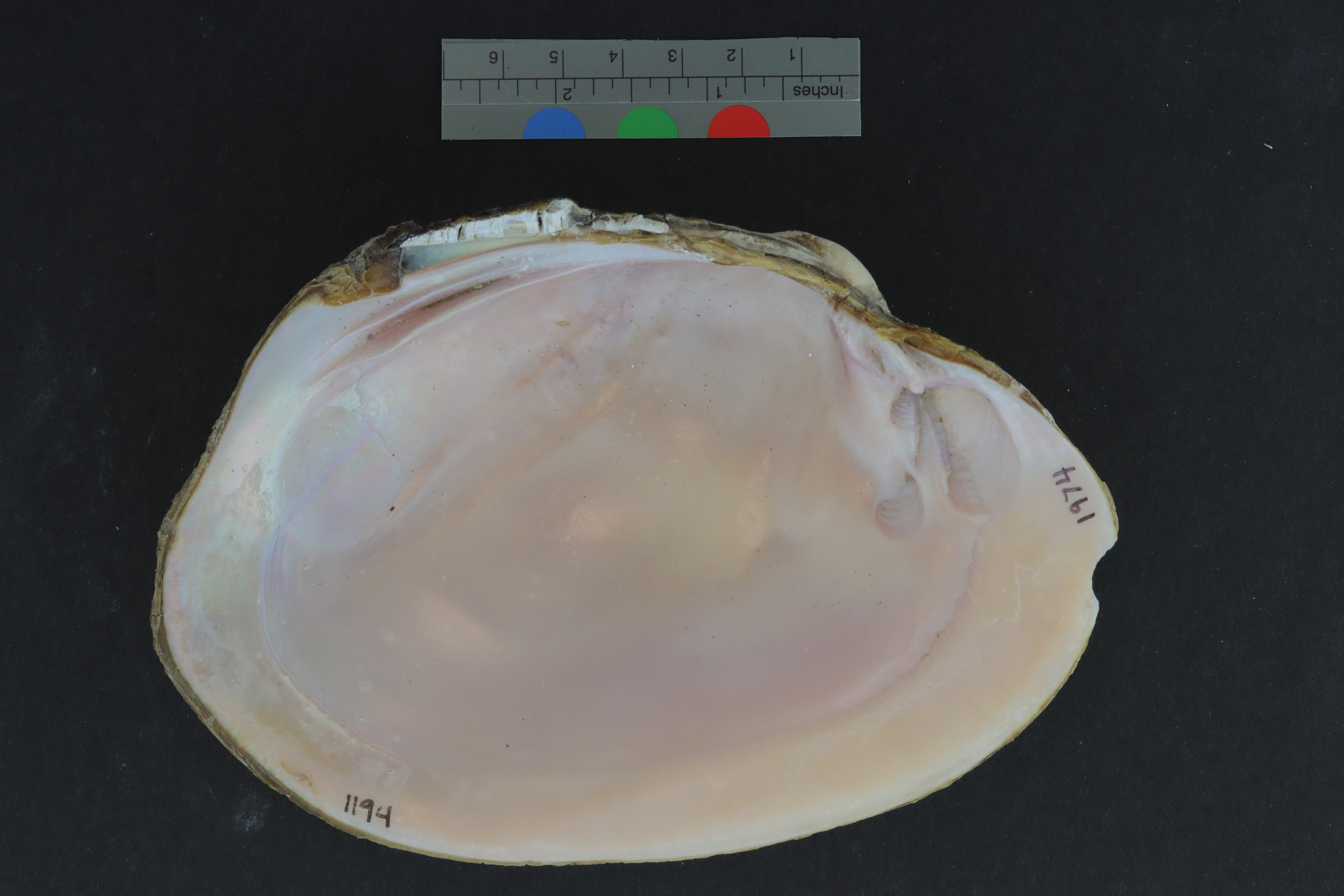 Potamilus purpuratus coloradoensis