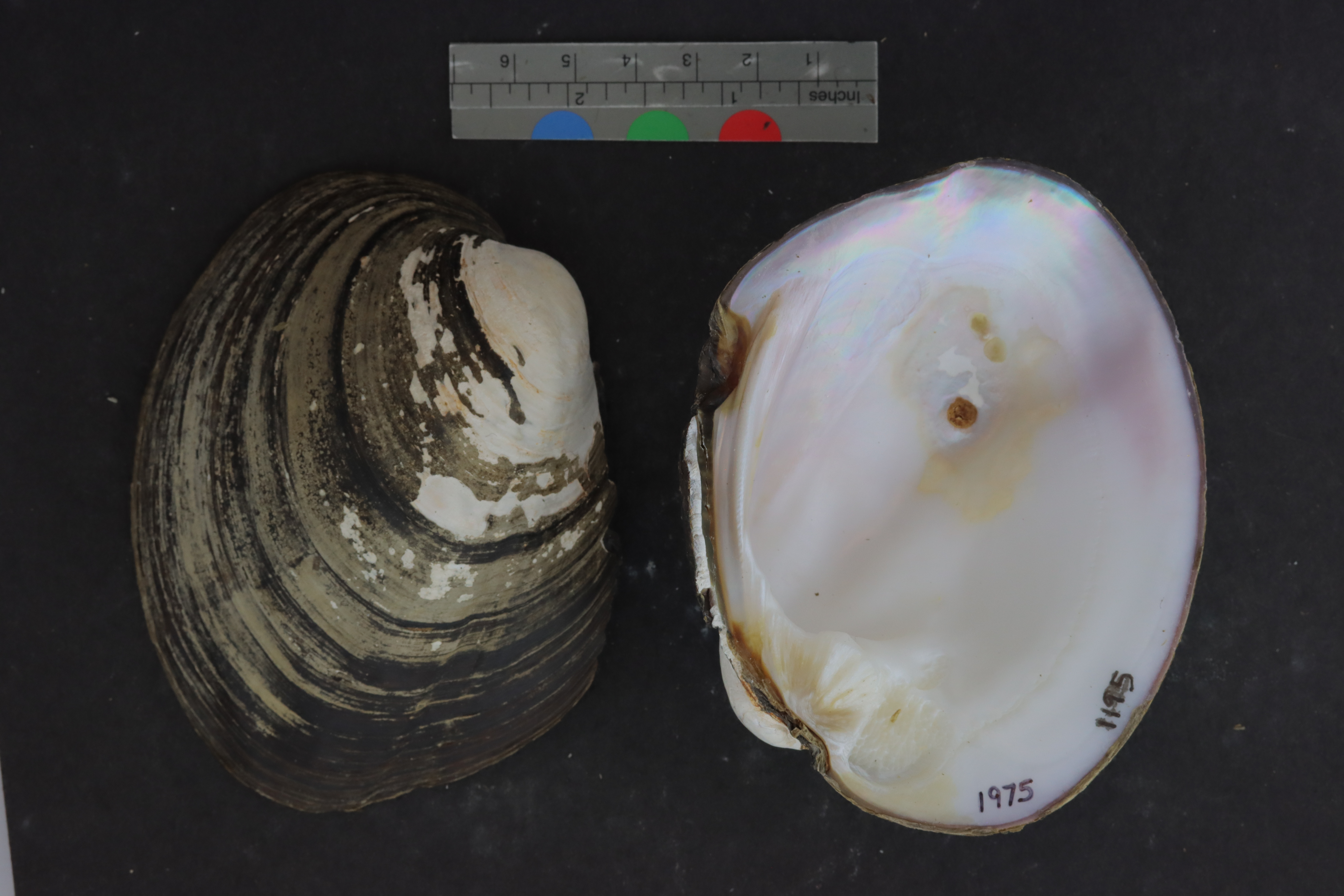 Amblema plicata