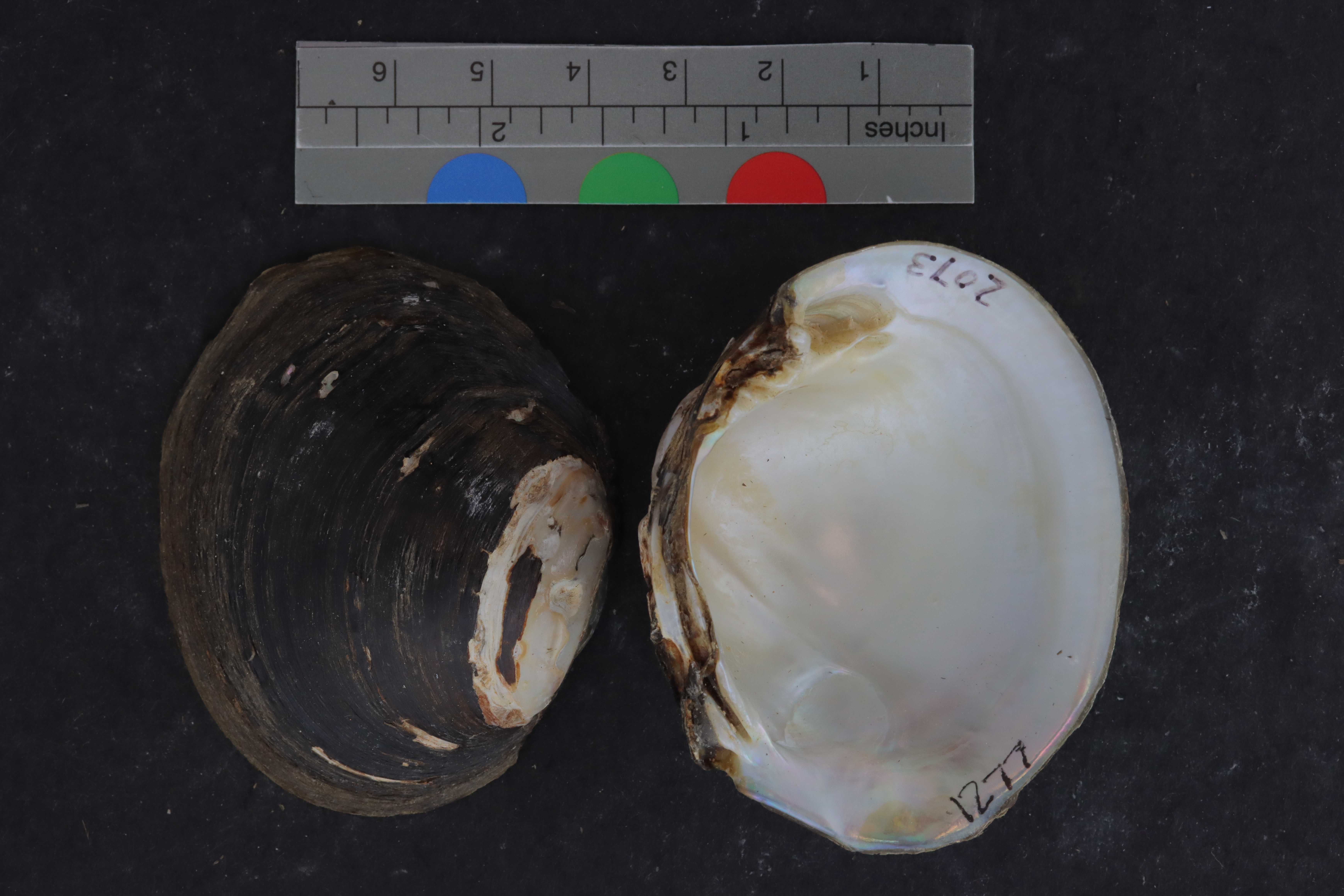 Glebula rotundata