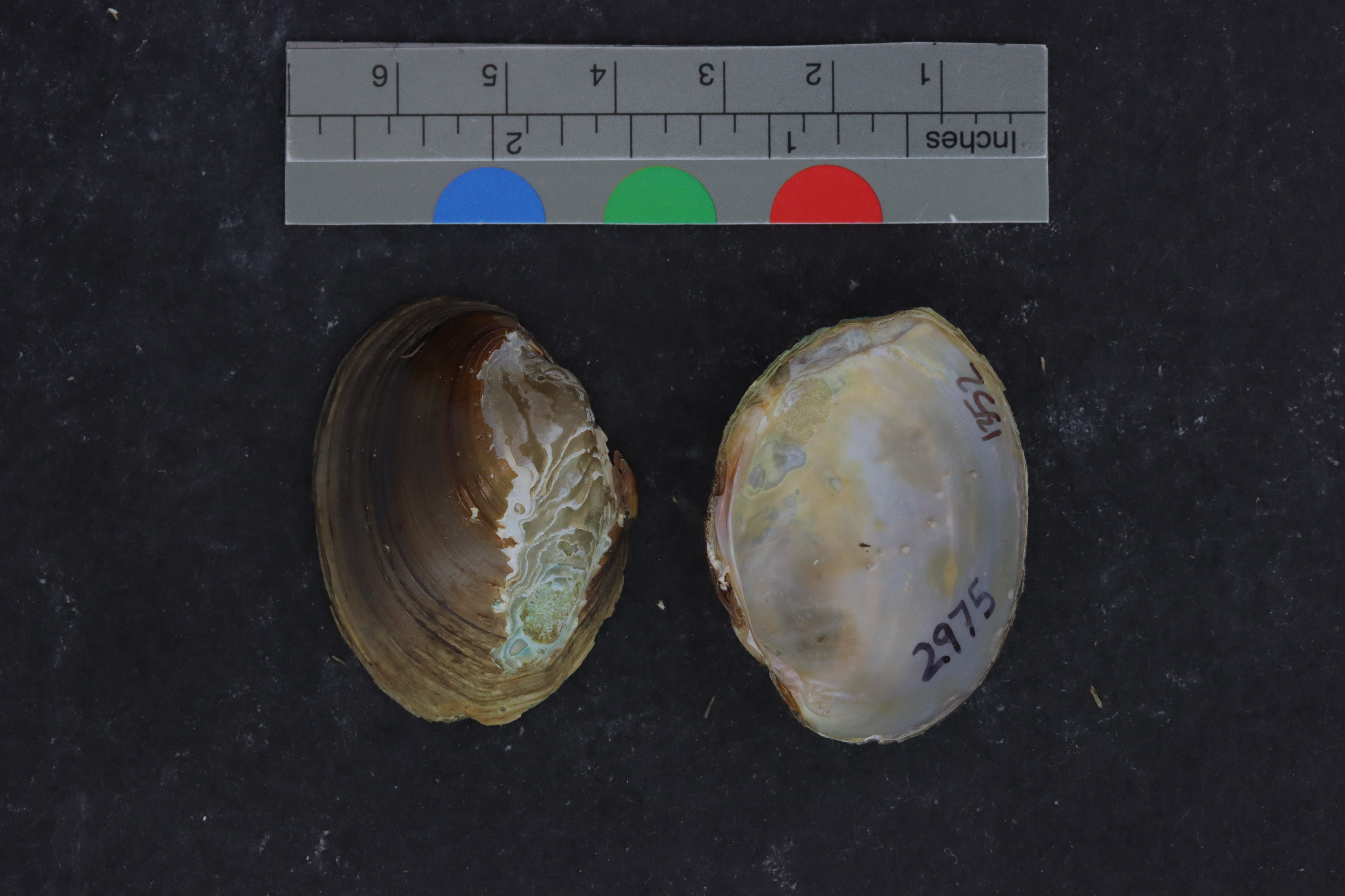 Leptodea ochracea