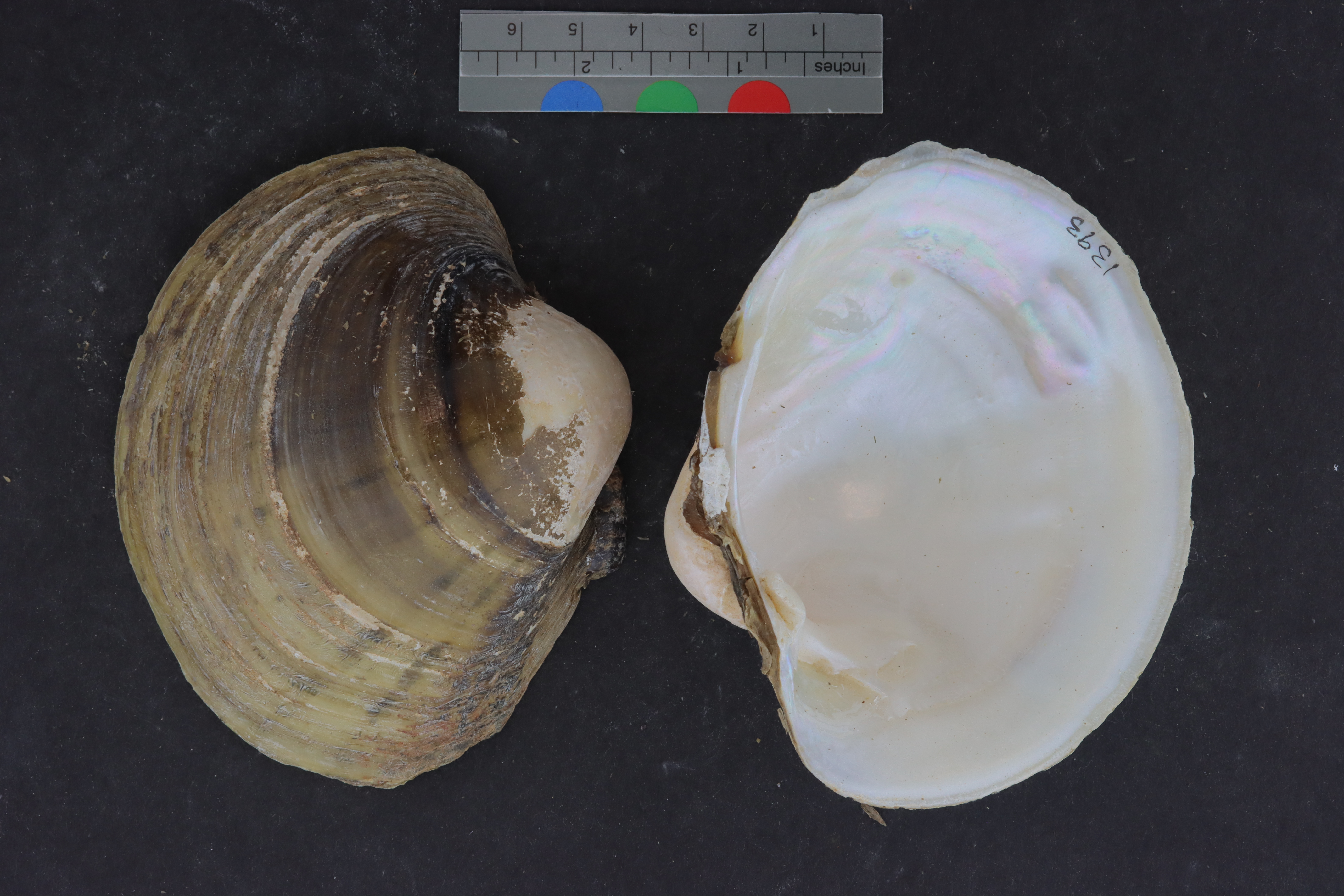 Lampsilis ornata