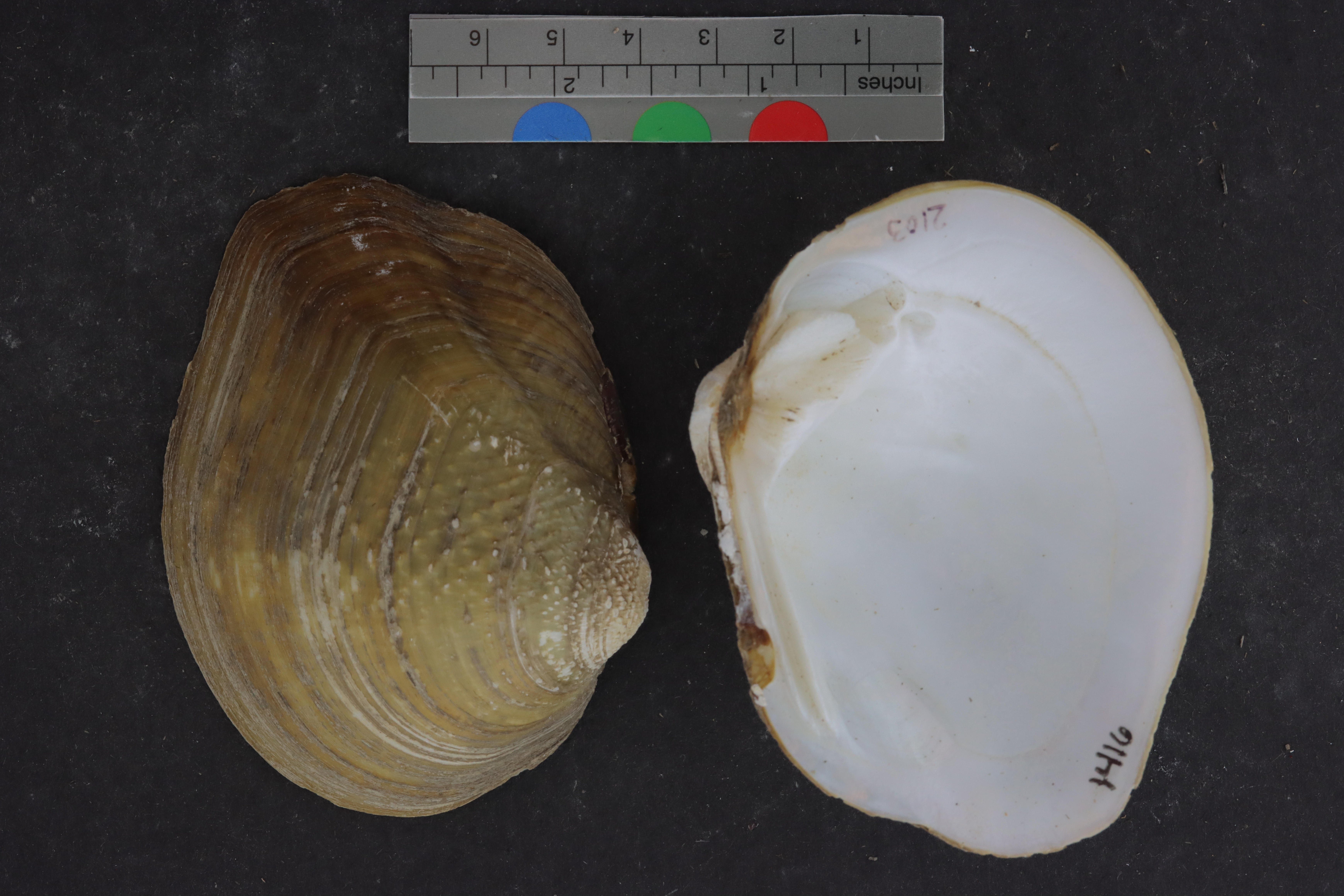 Quadrula apiculata