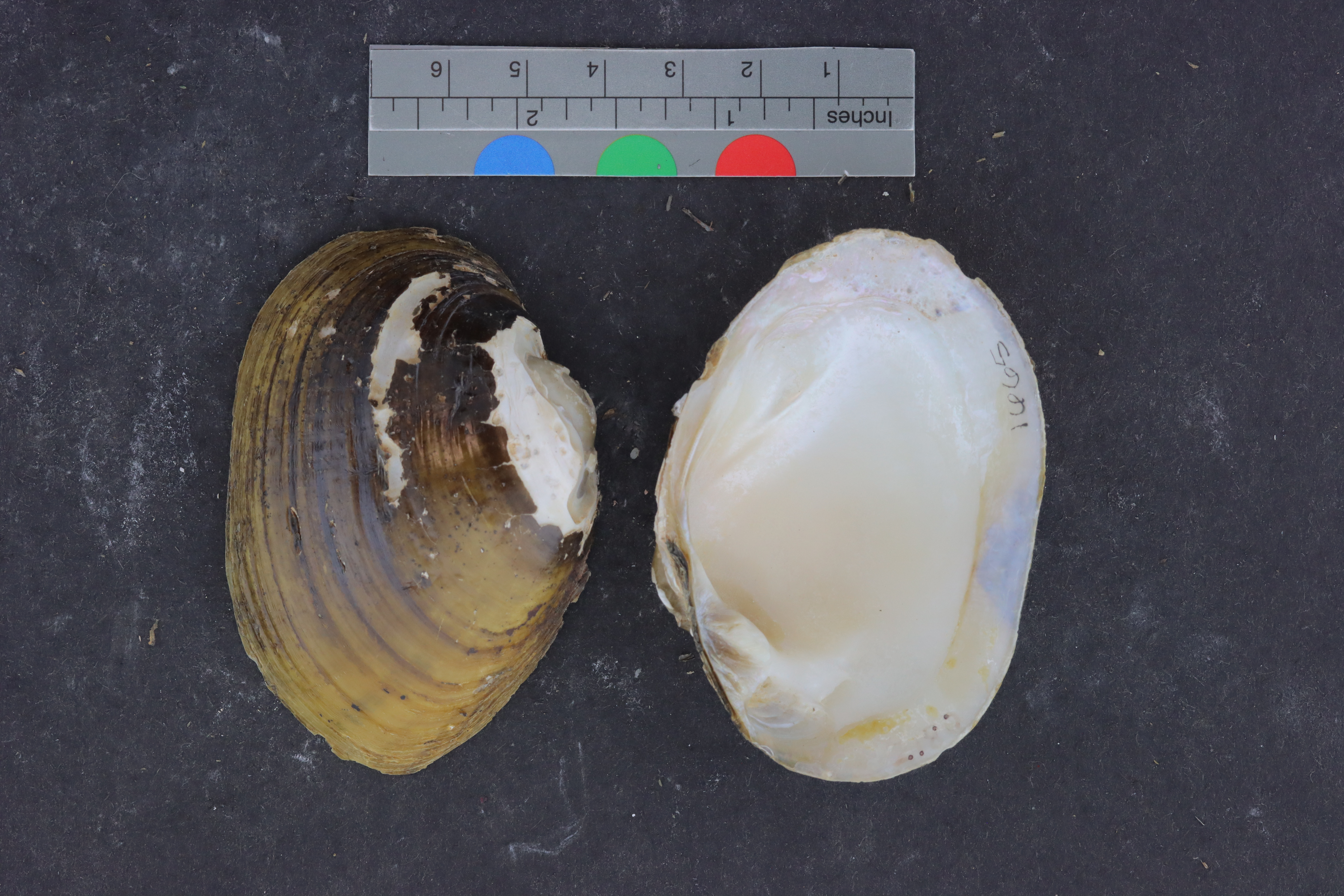 Specimen media