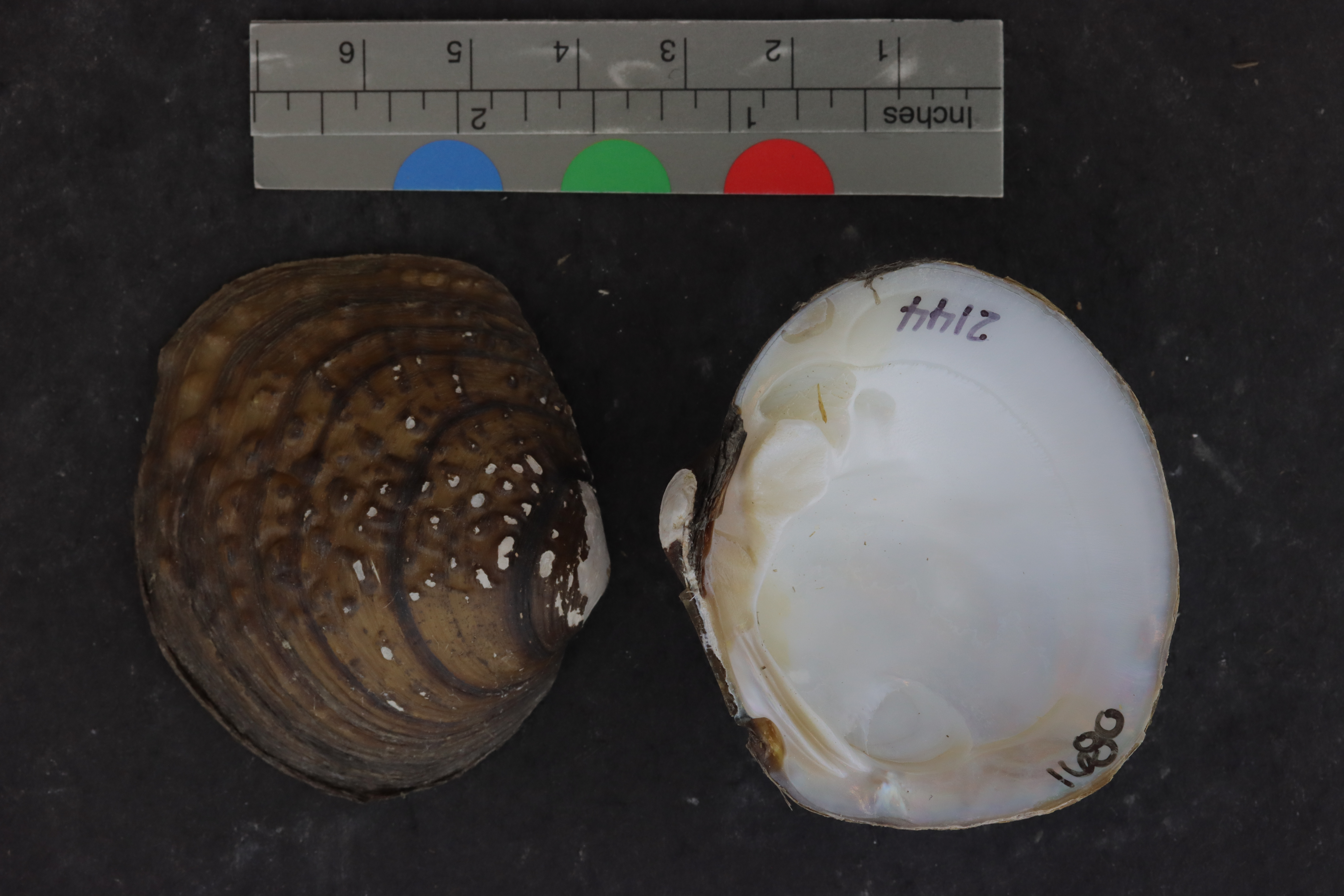 Specimen media