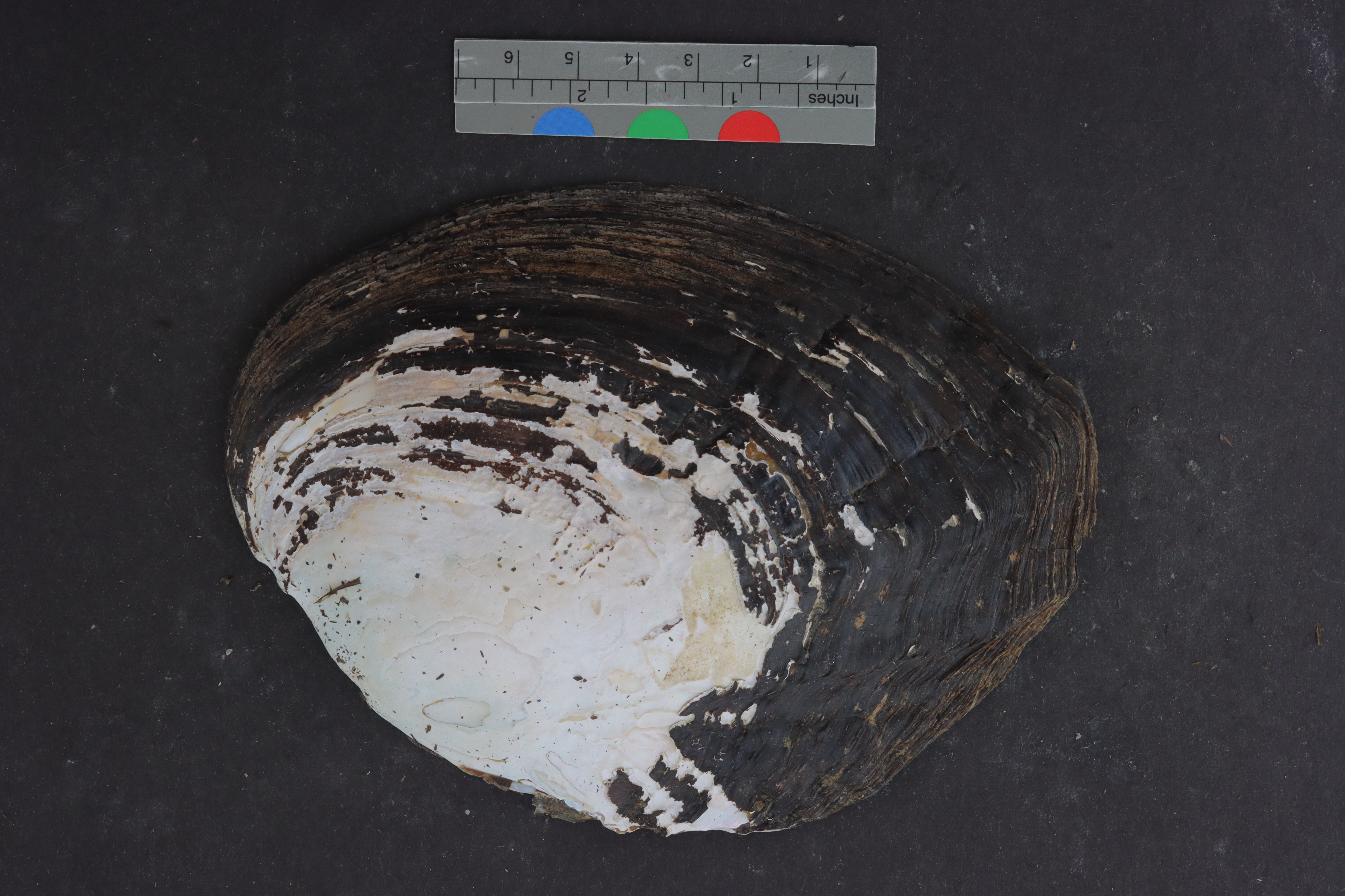 Specimen media