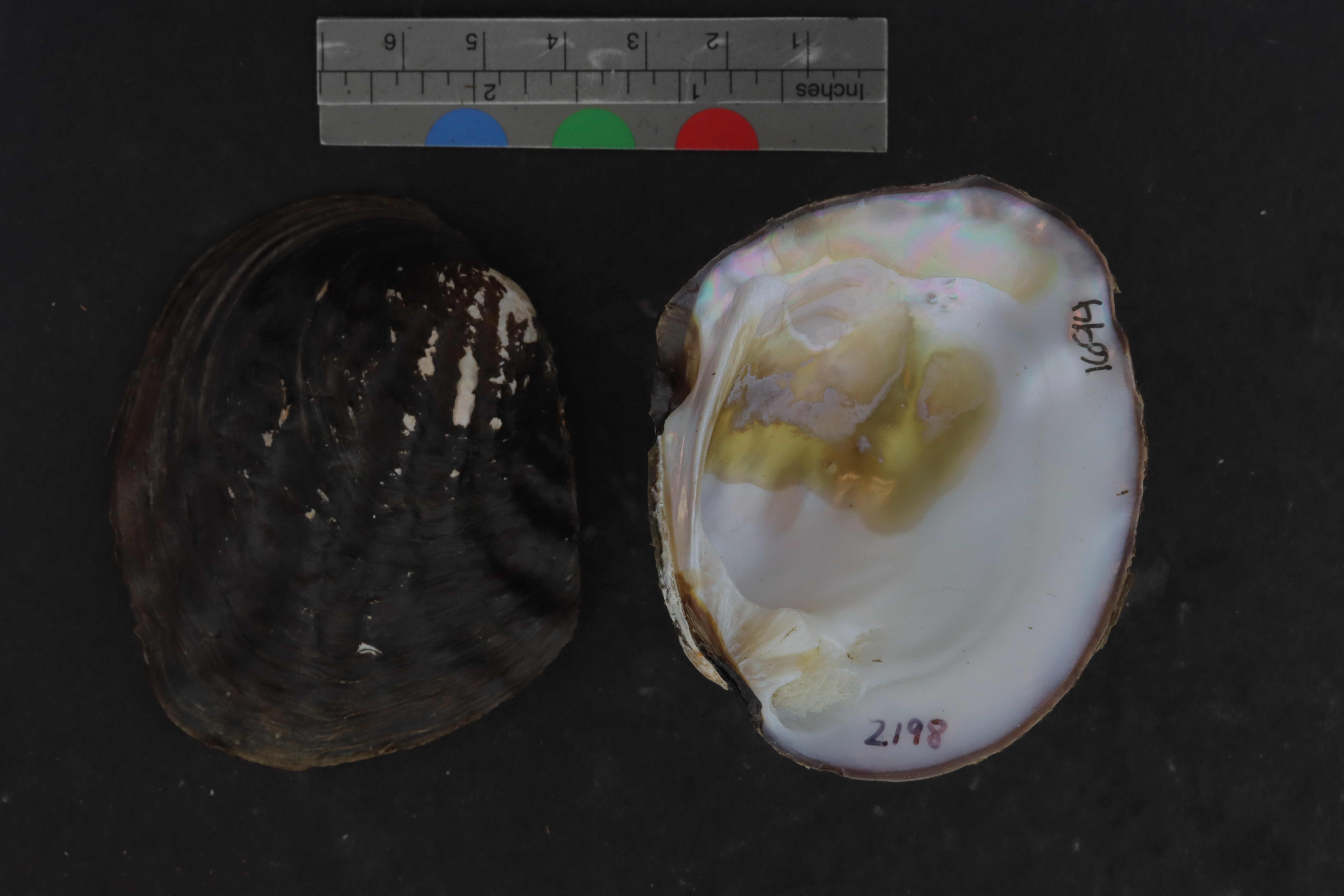 Specimen media