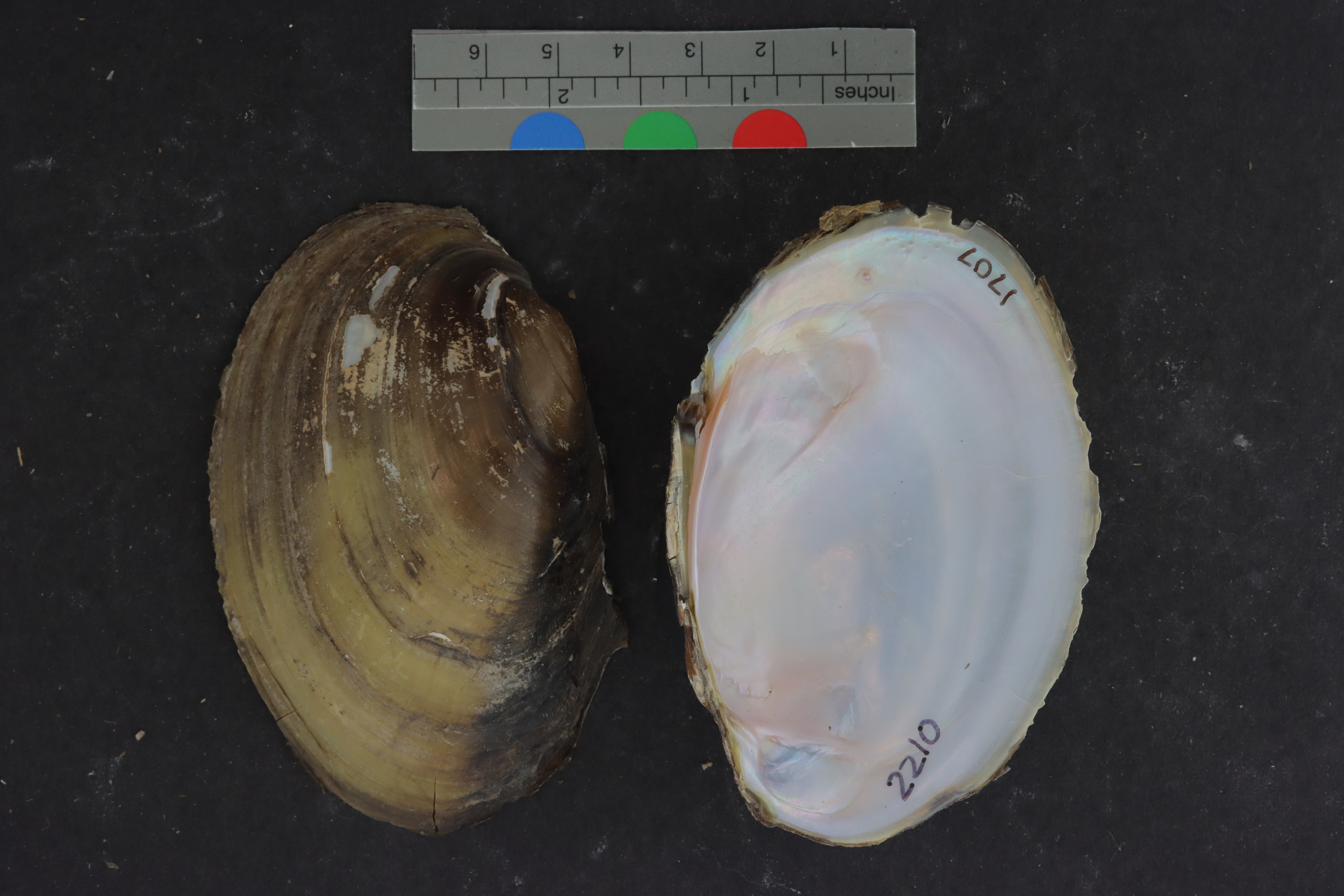 Specimen media
