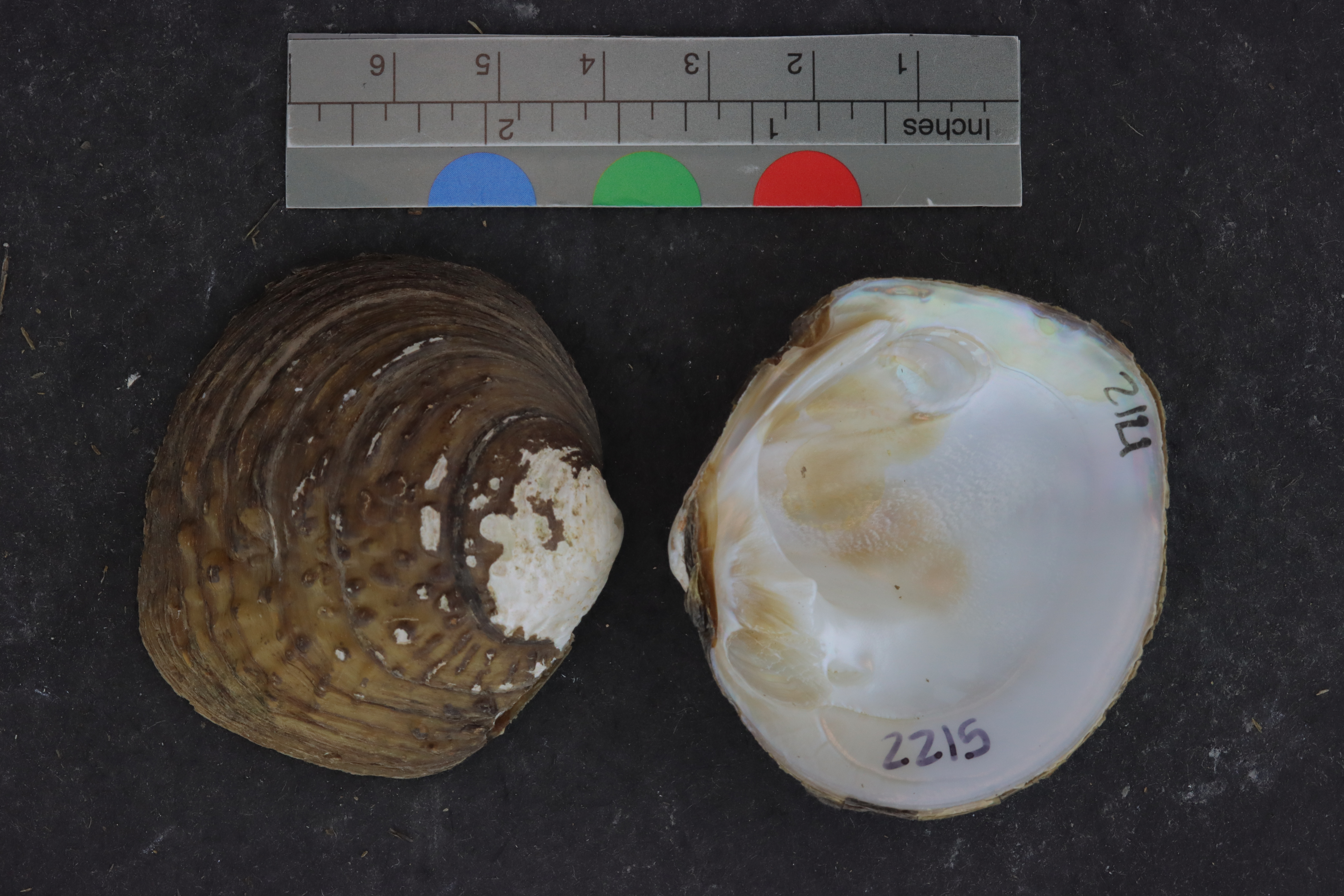 Specimen media
