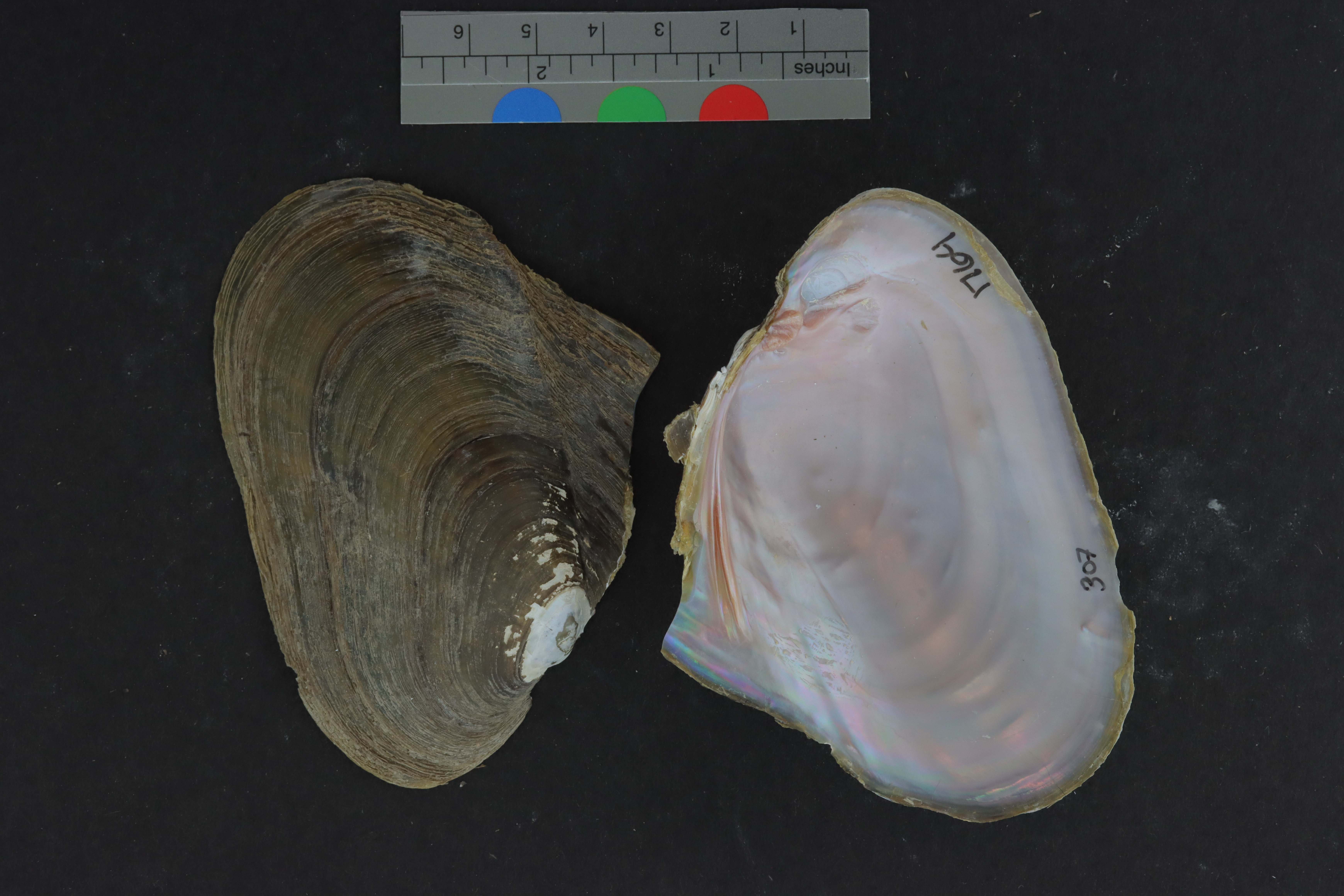 Potamilus alatus