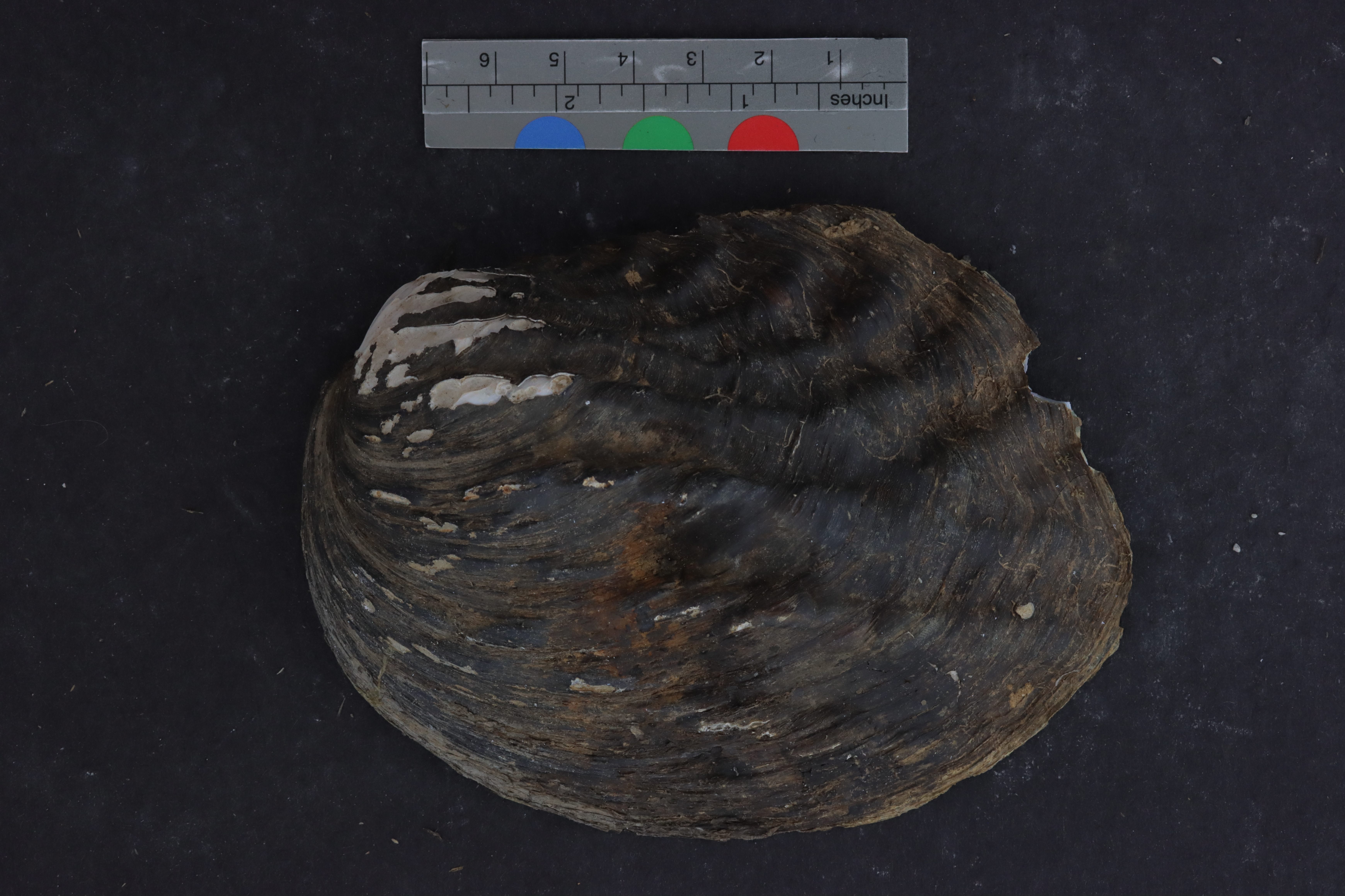 Amblema plicata