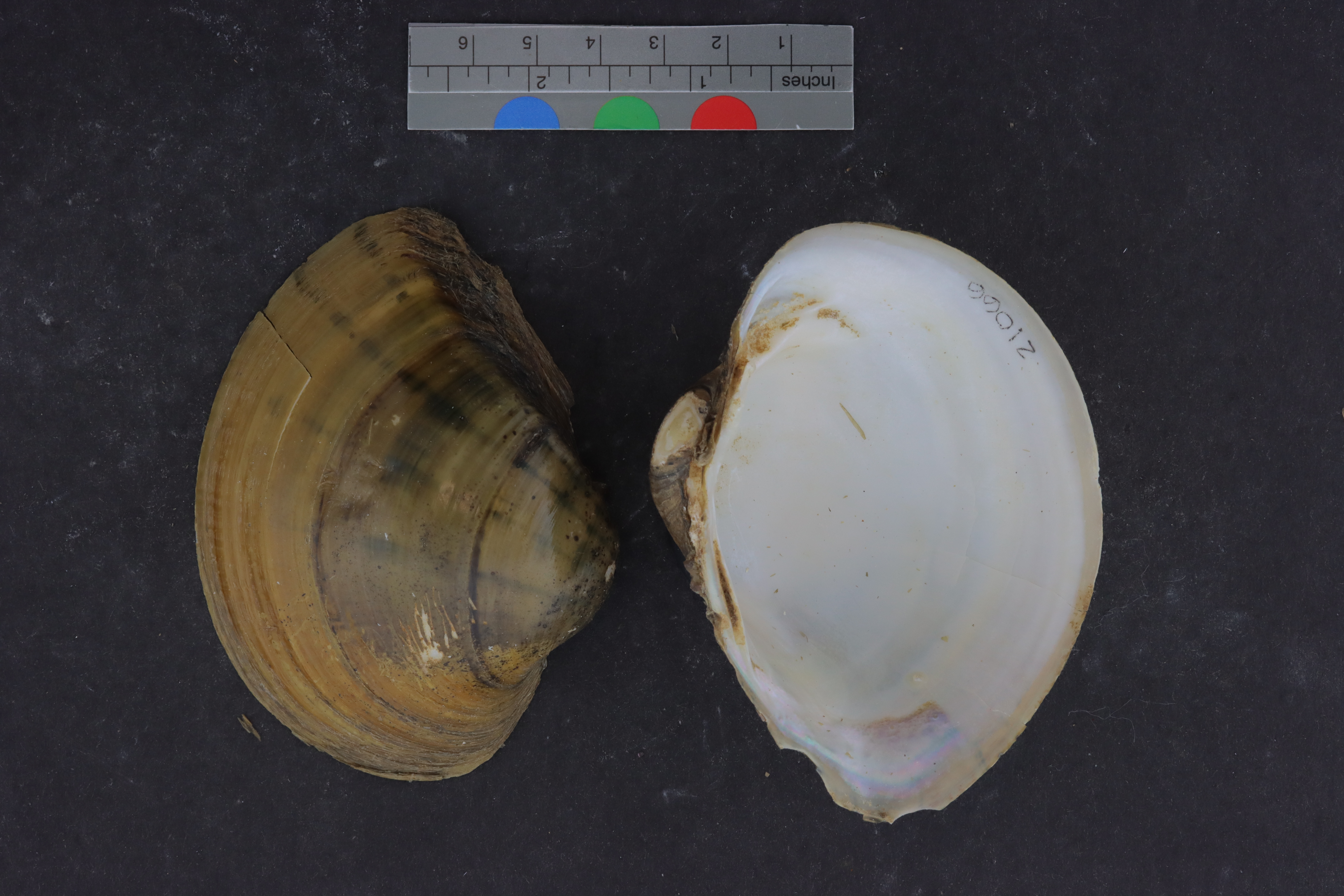 Specimen media