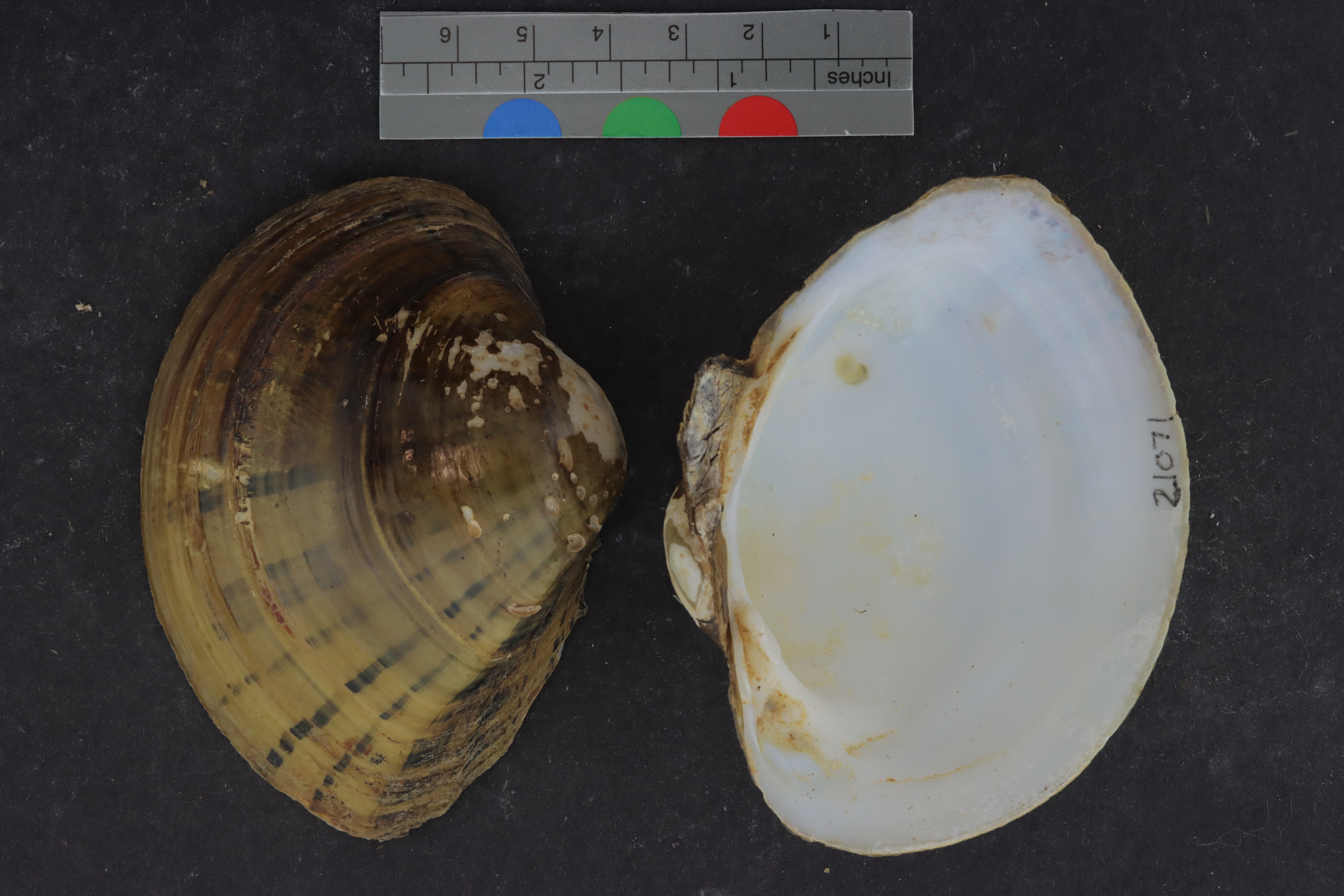 Specimen media
