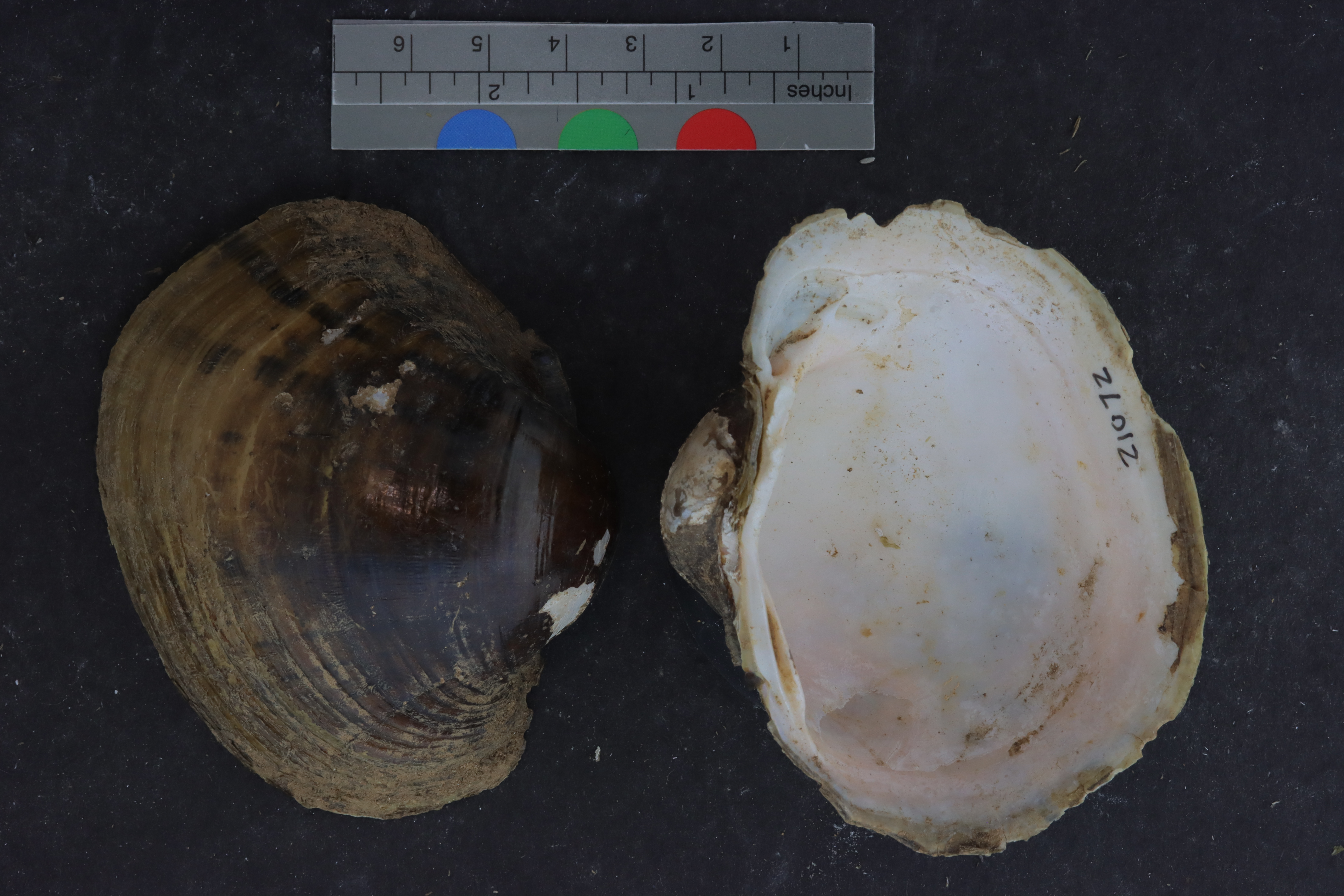 Lampsilis ornata