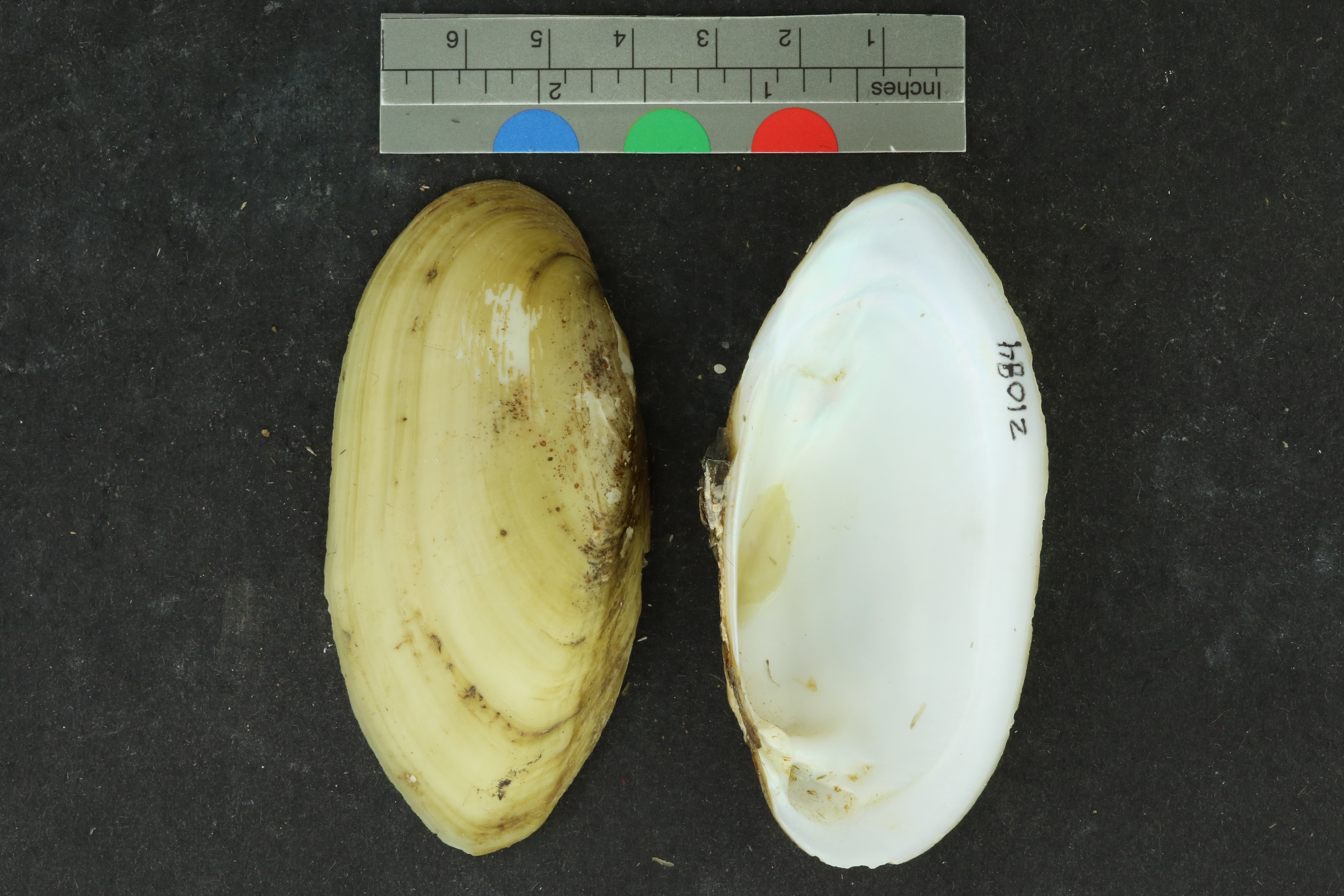 Specimen media