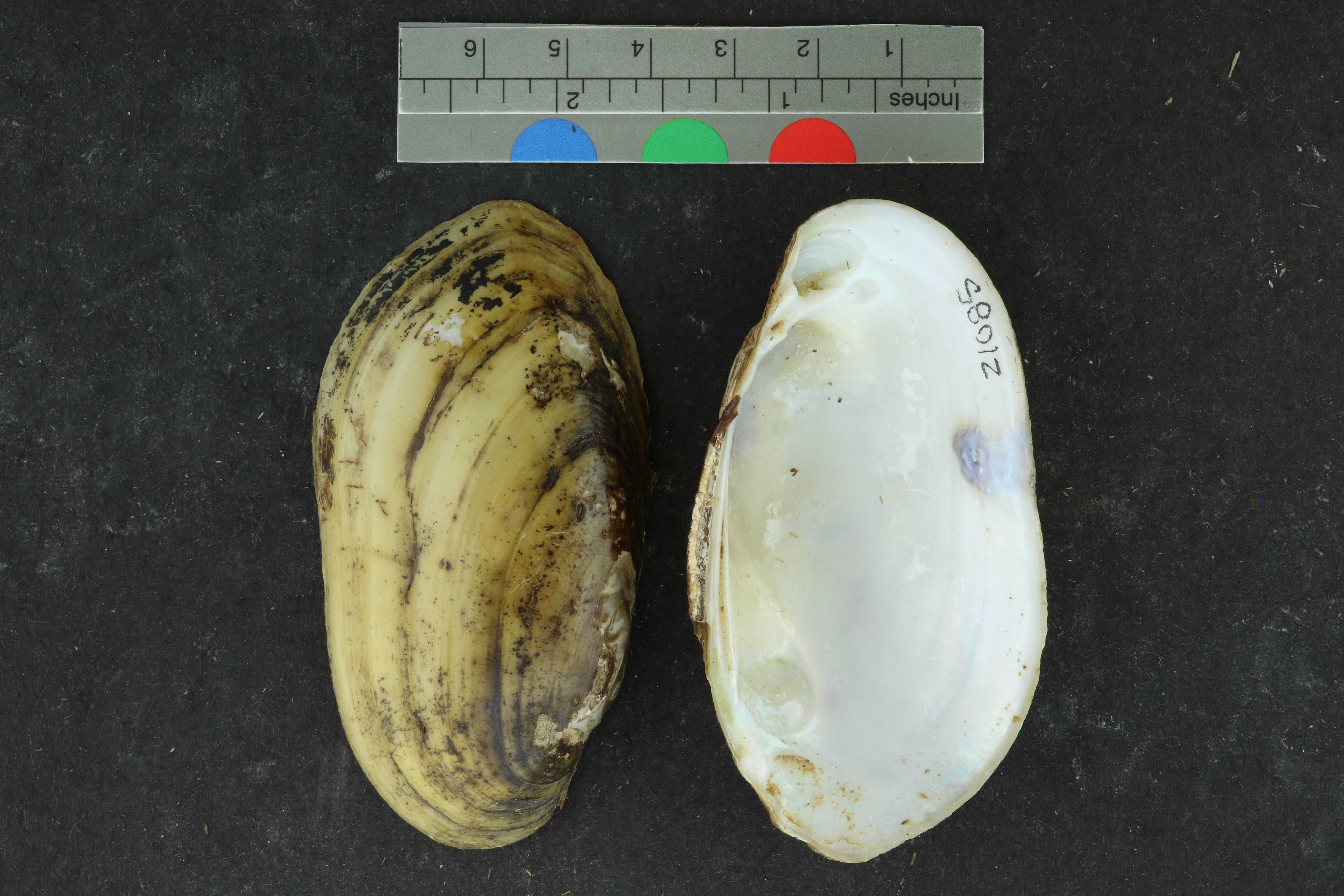 Specimen media