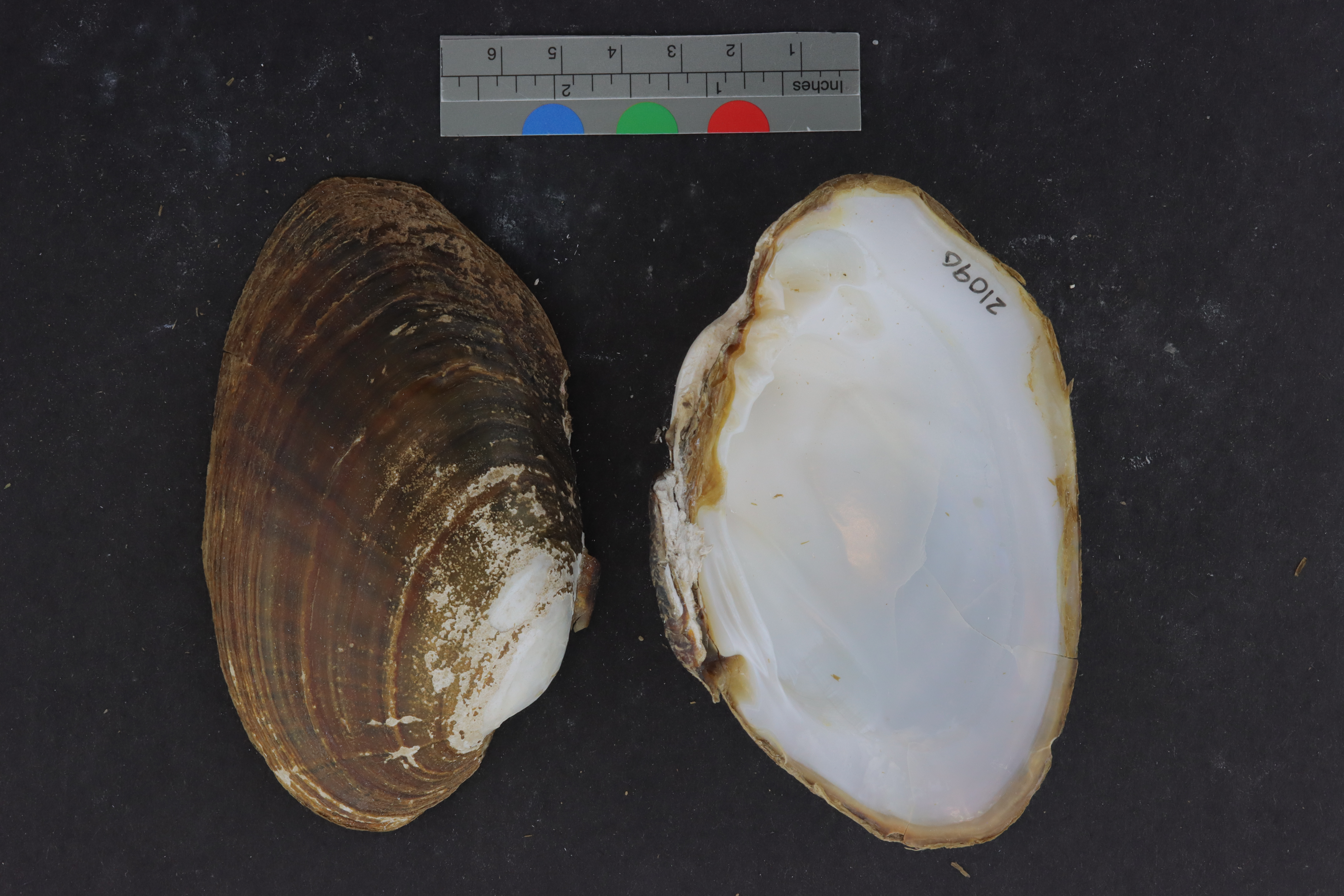 Actinonaias ligamentina