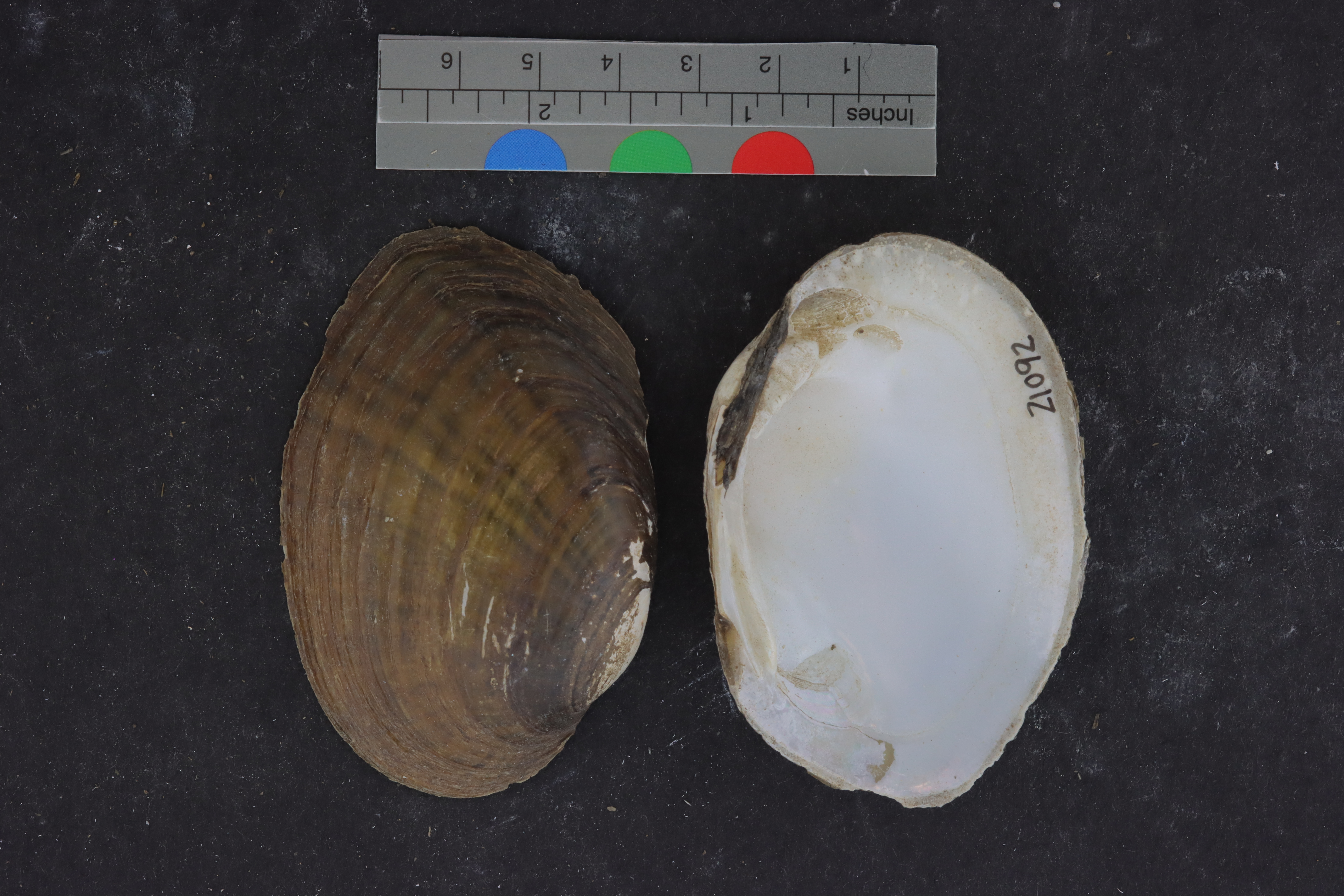 Specimen media