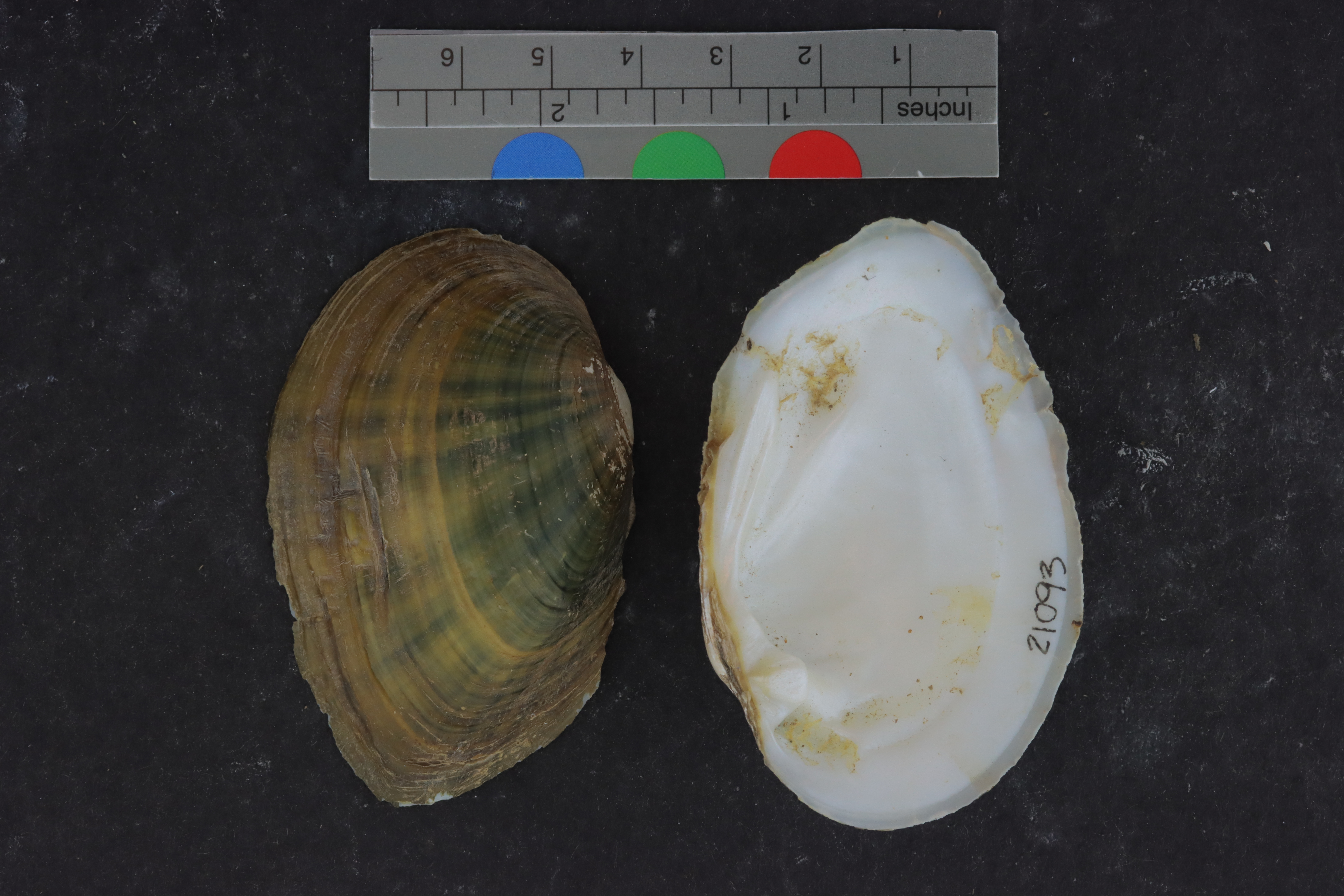 Specimen media
