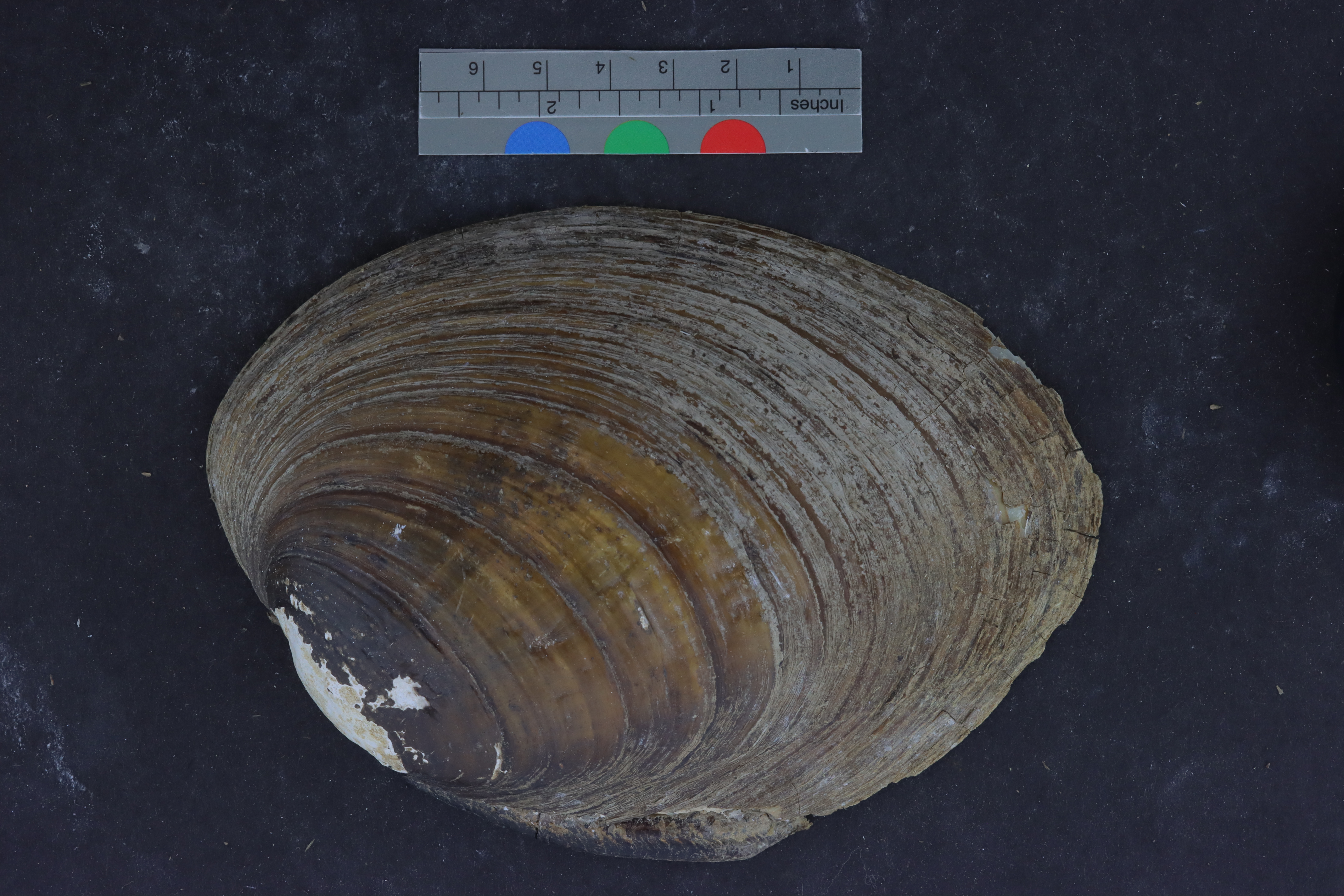 Actinonaias ligamentina