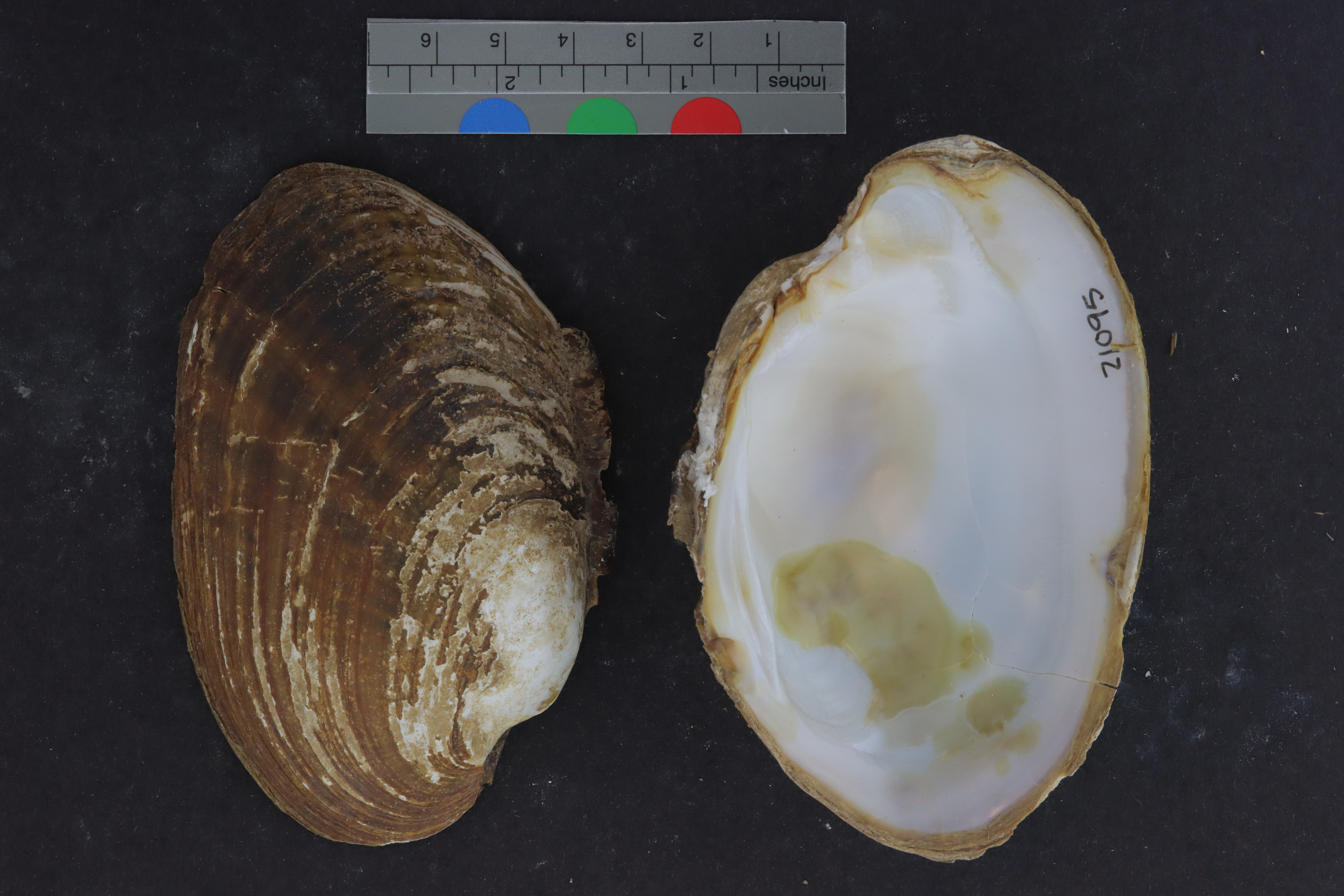 Specimen media