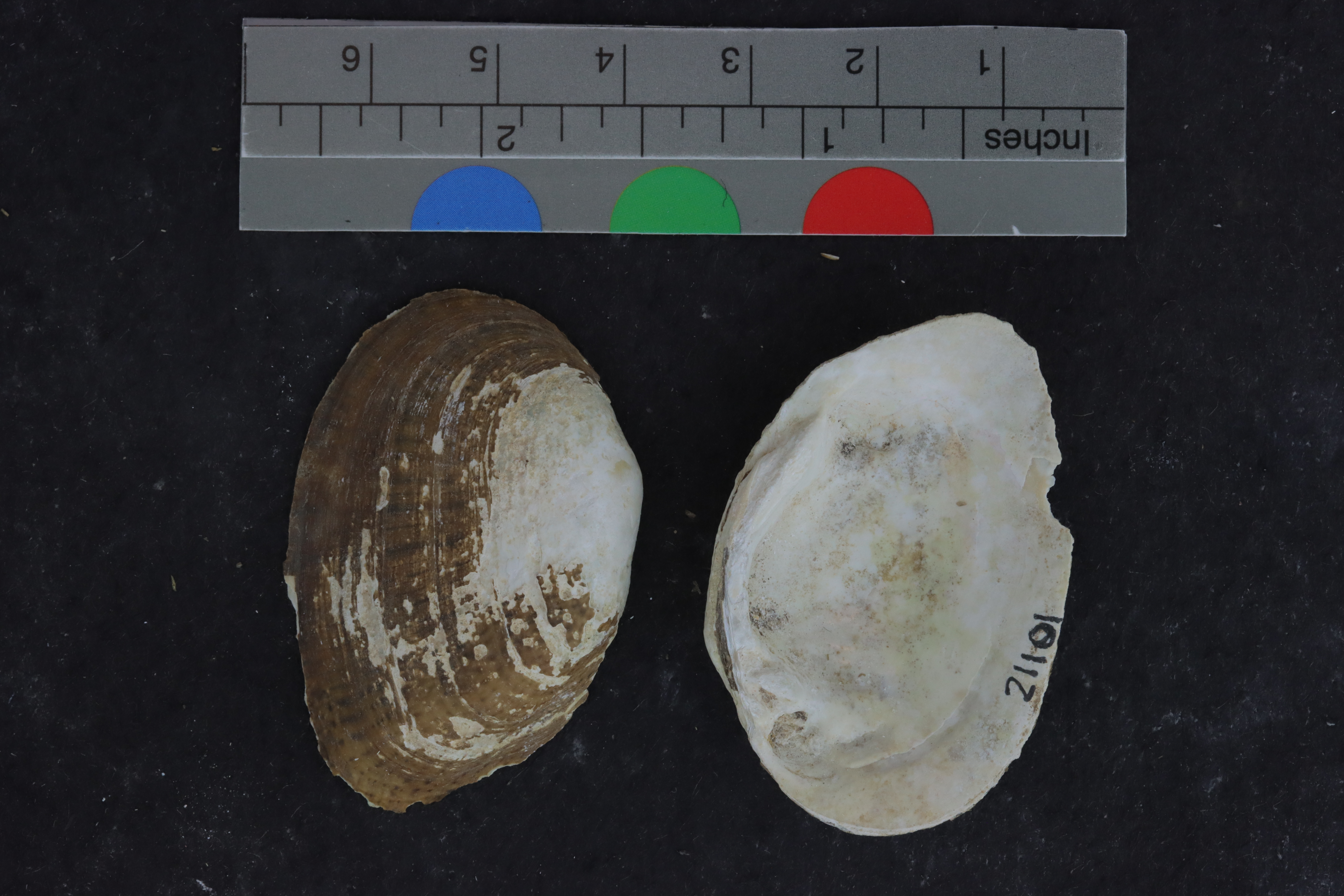 Epioblasma brevidens