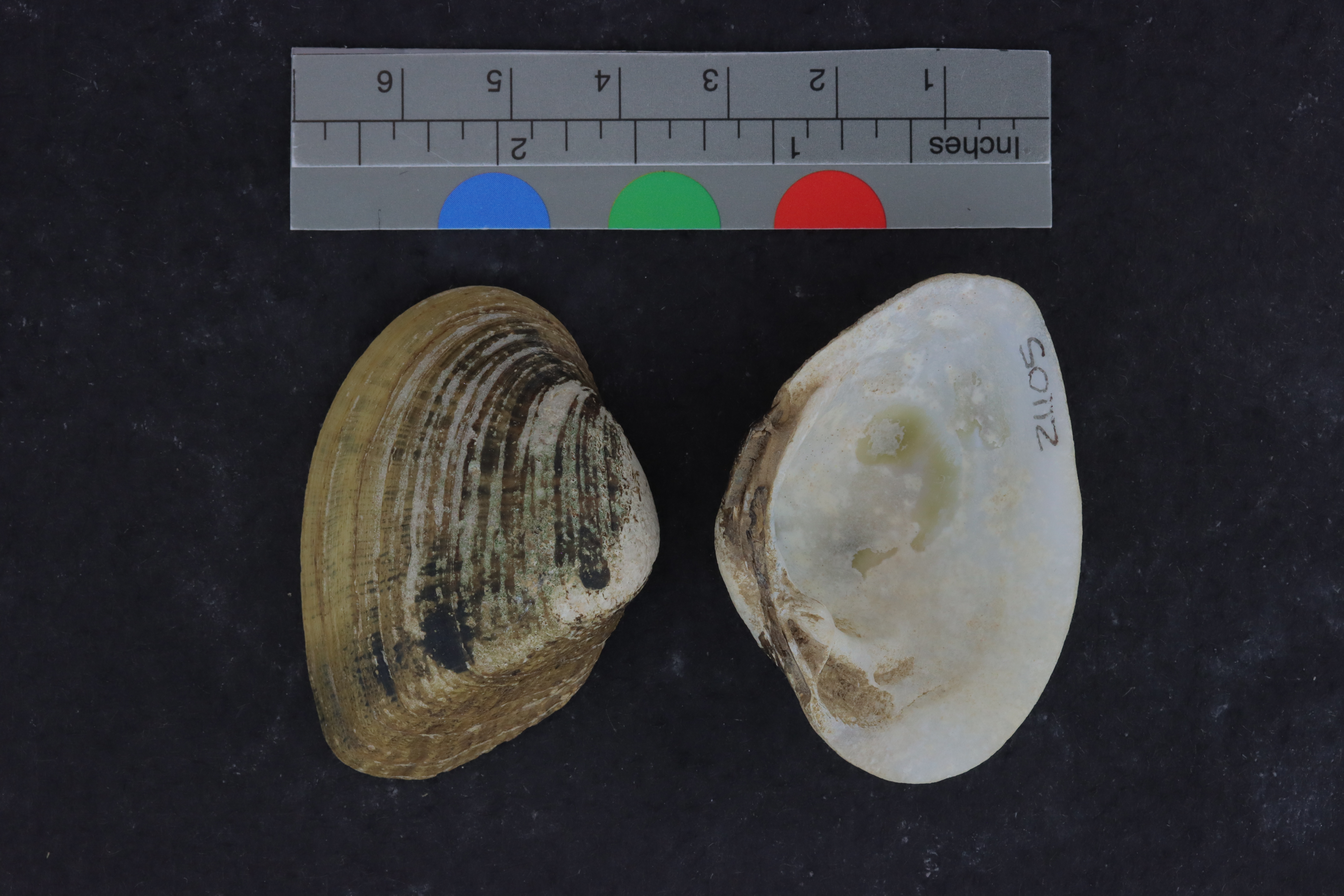 Specimen media