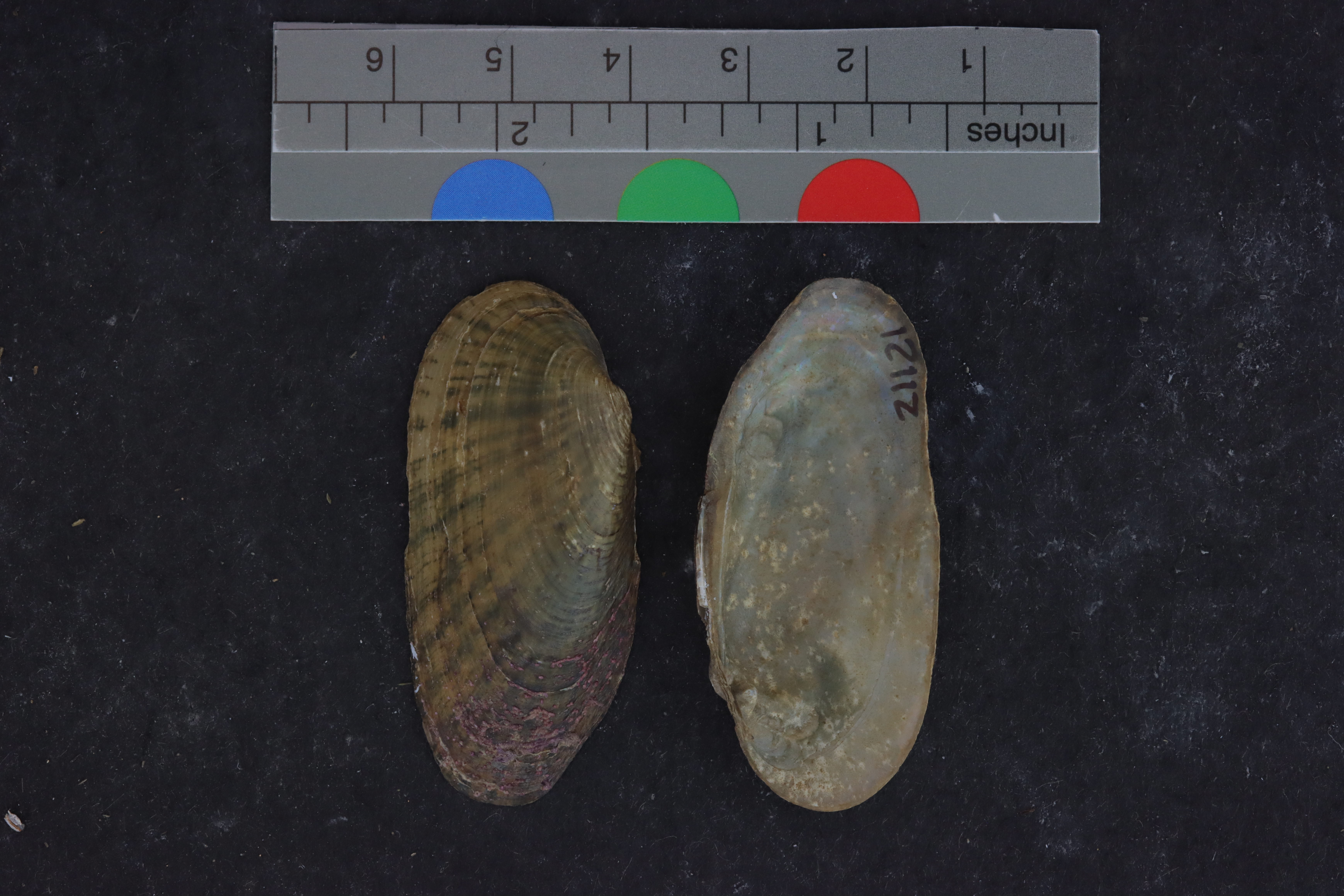 Medionidus conradicus