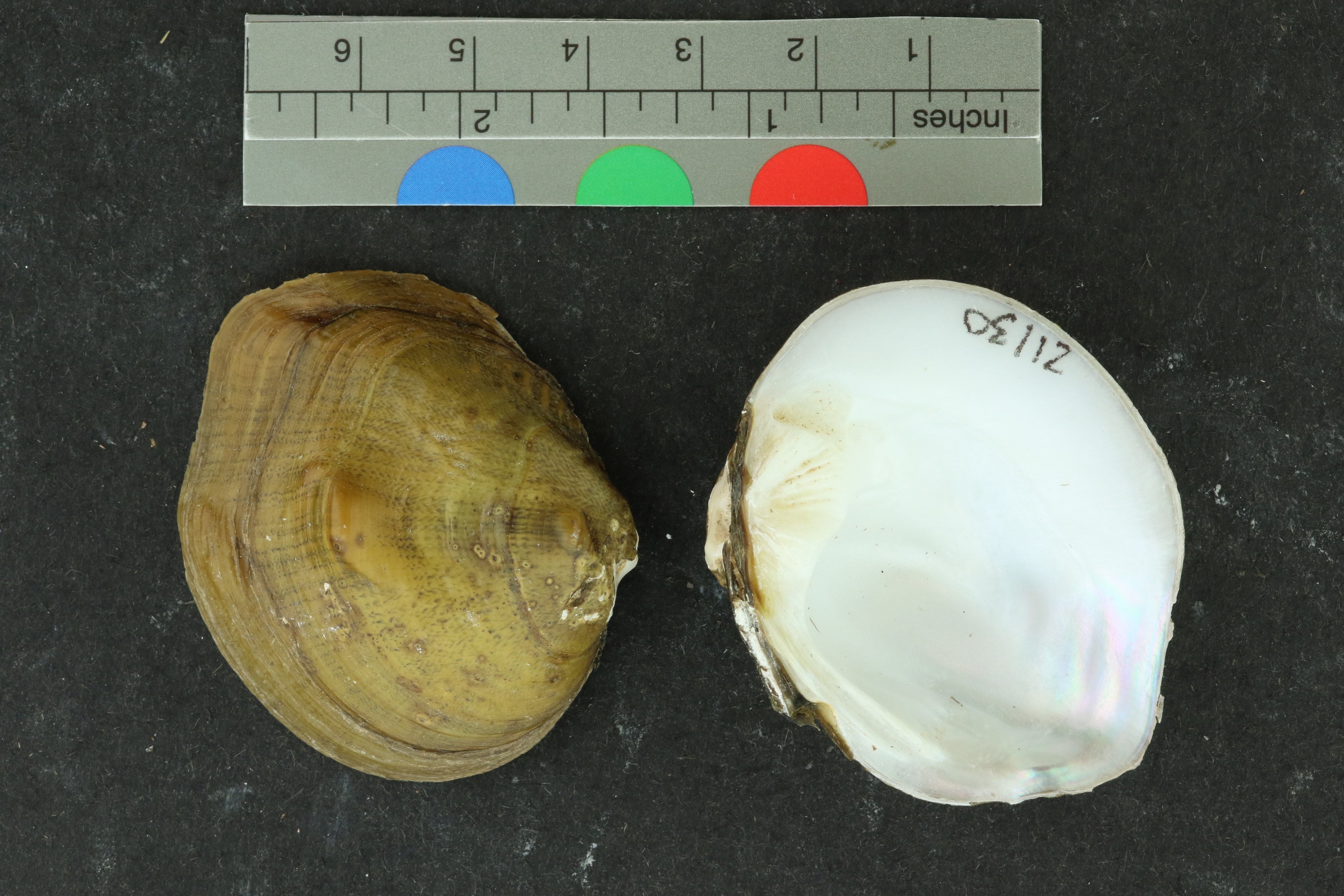 Specimen media