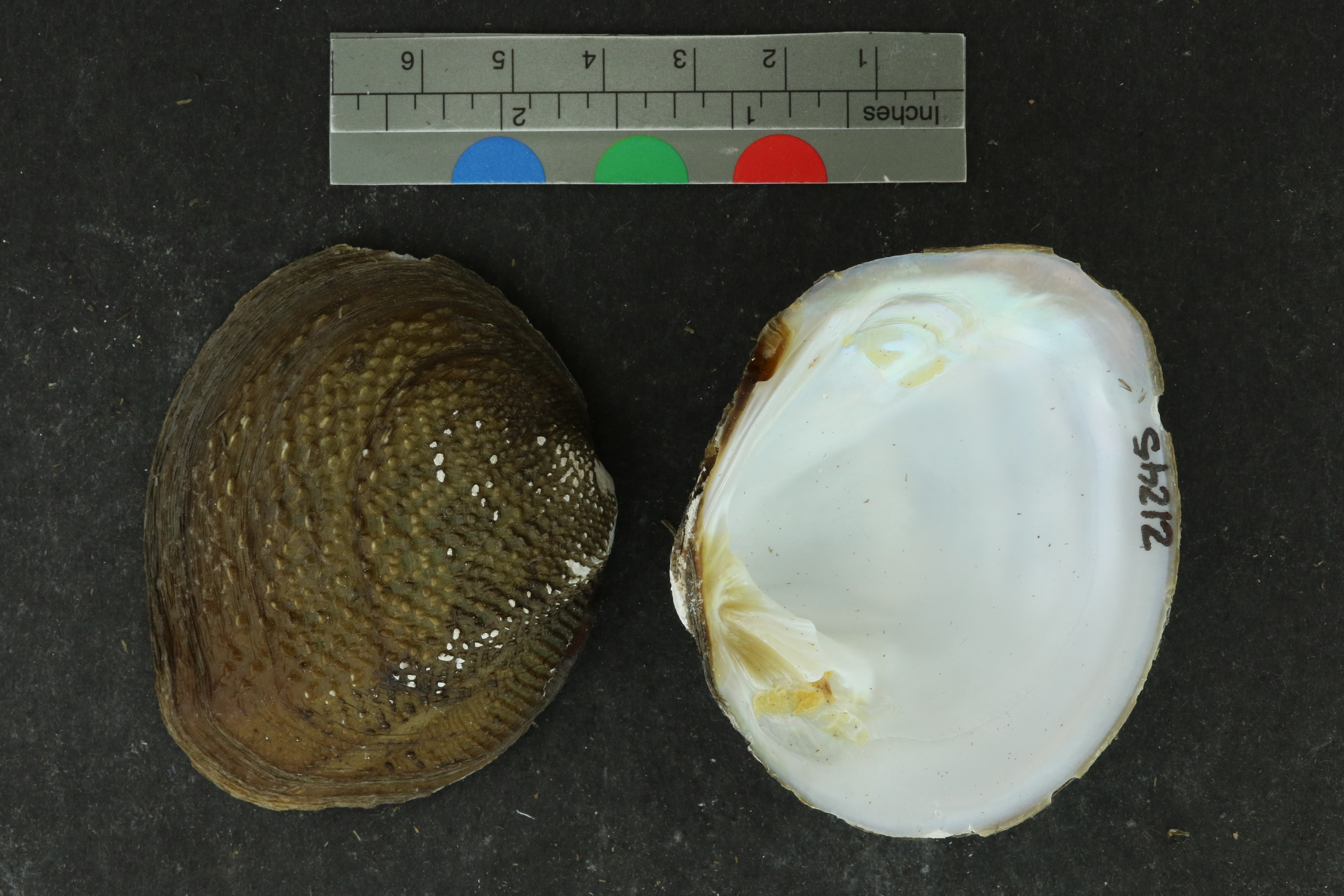 Quadrula apiculata
