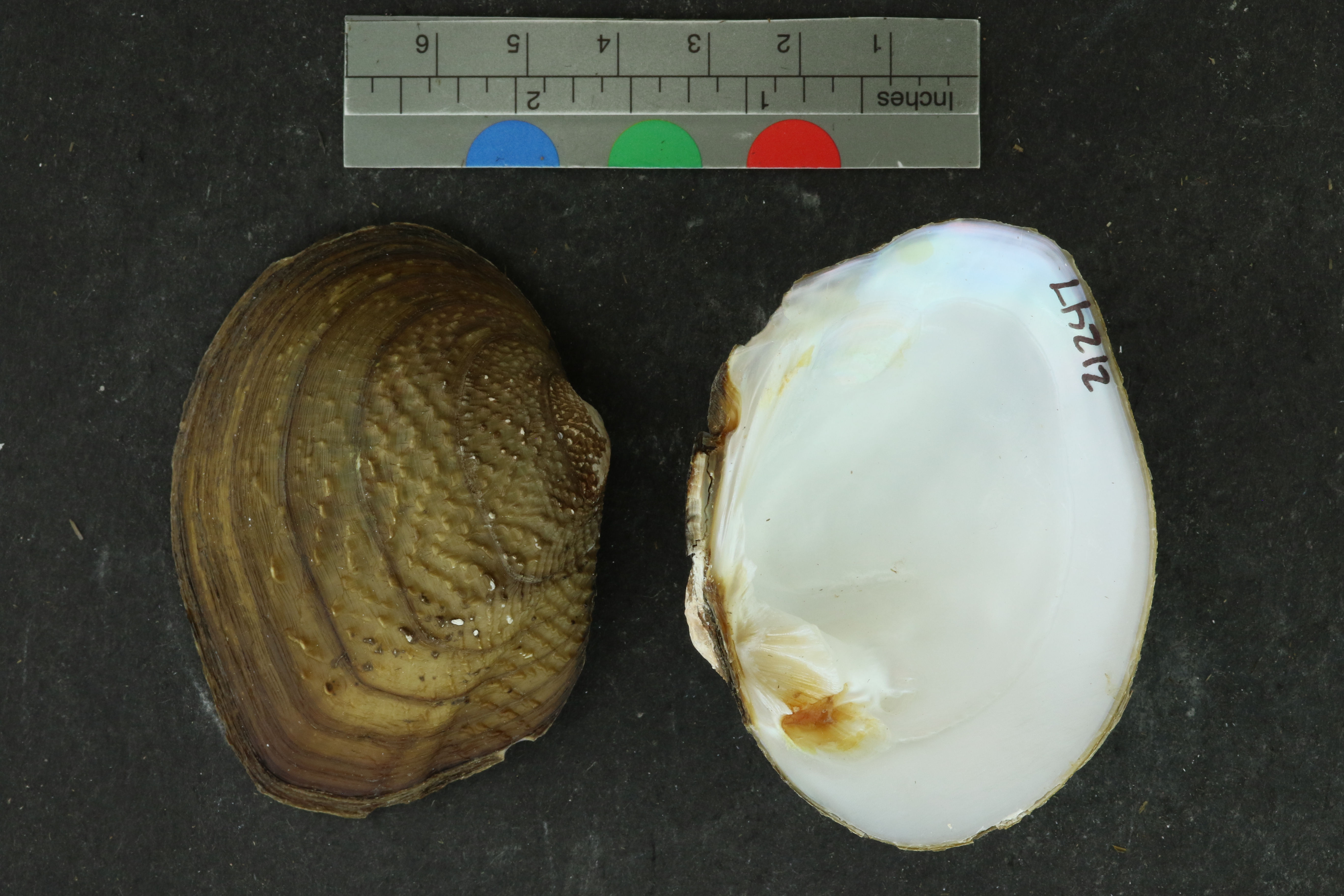 Quadrula apiculata
