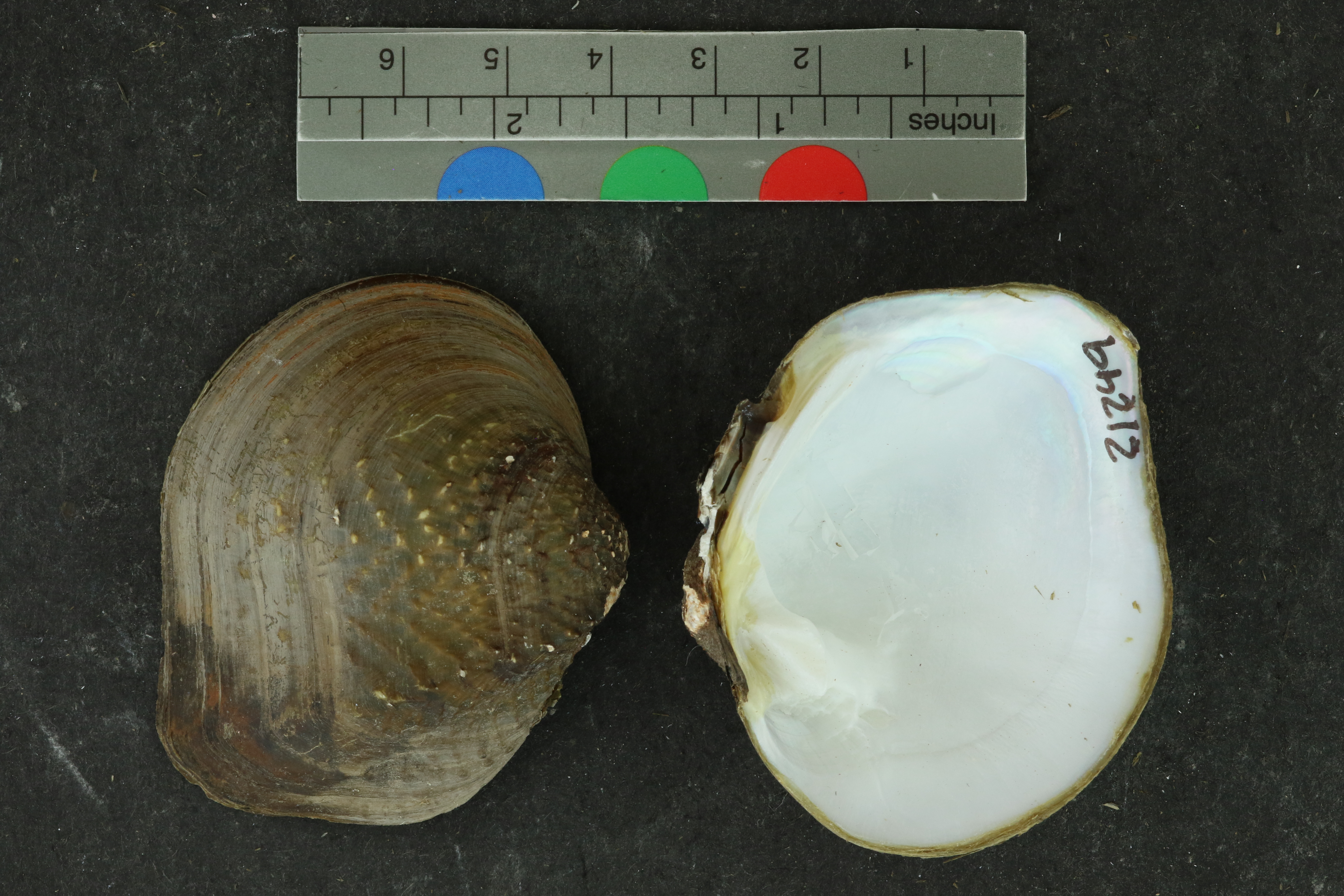 Quadrula apiculata