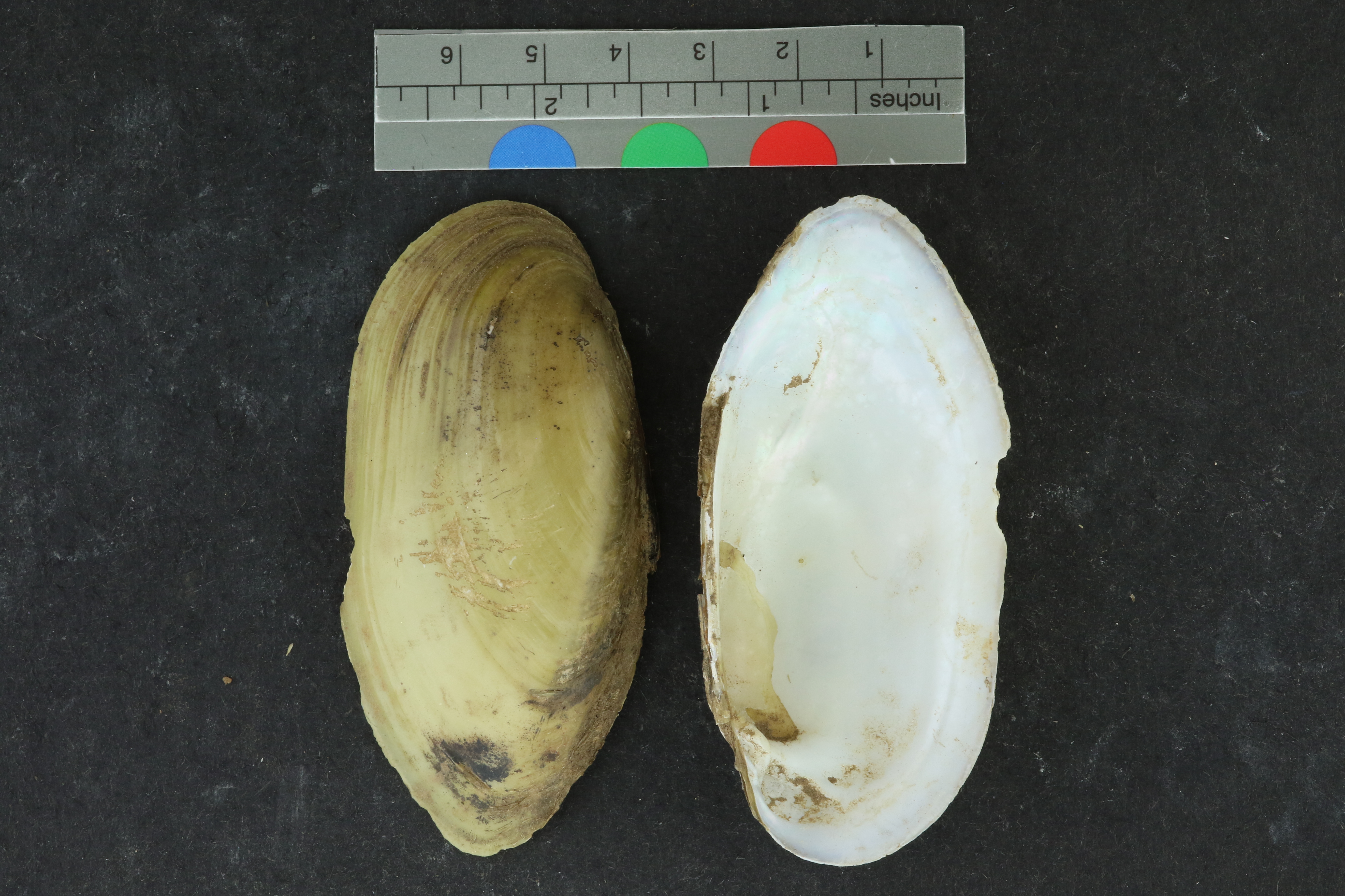 Specimen media