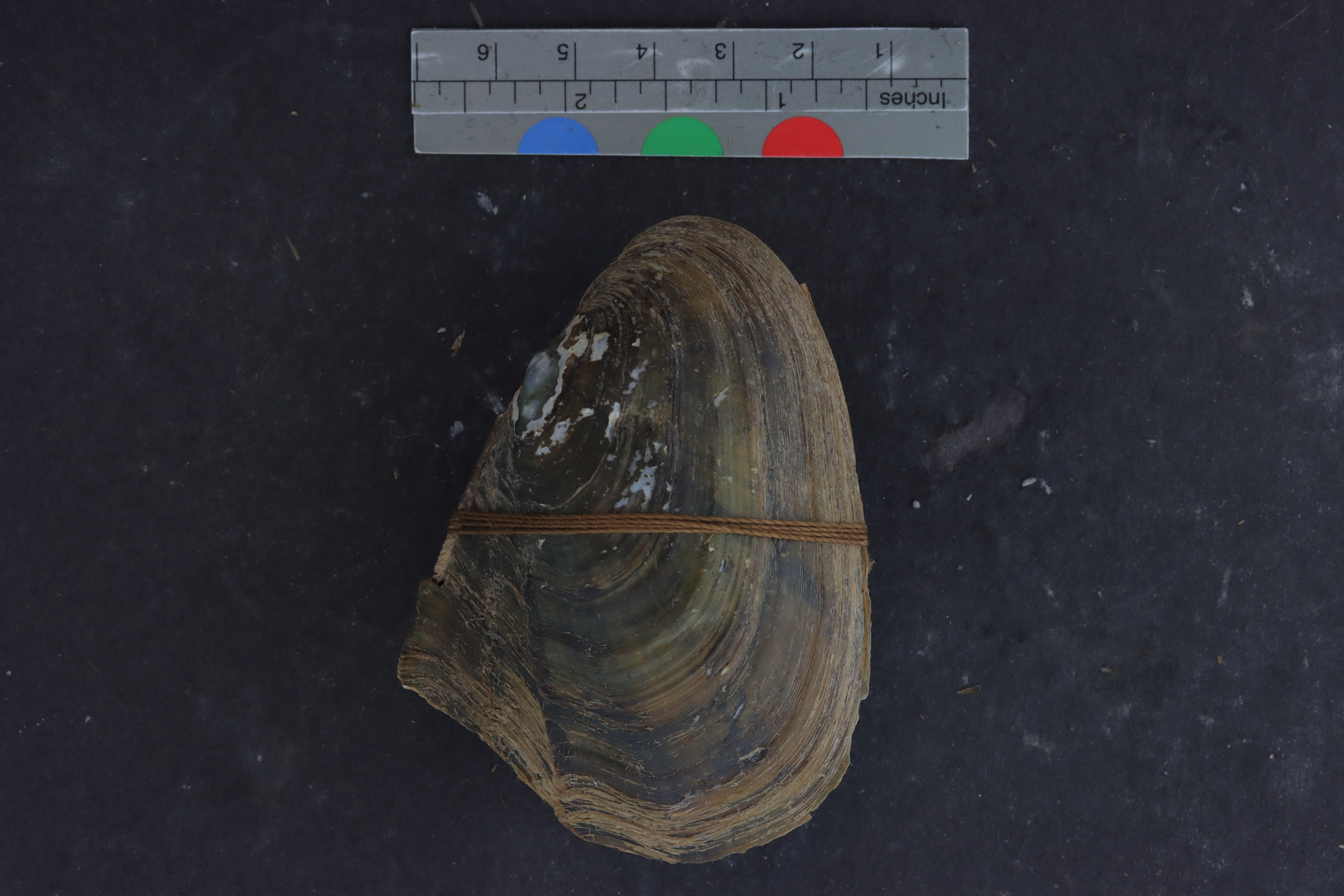 Lampsilis purpuratus