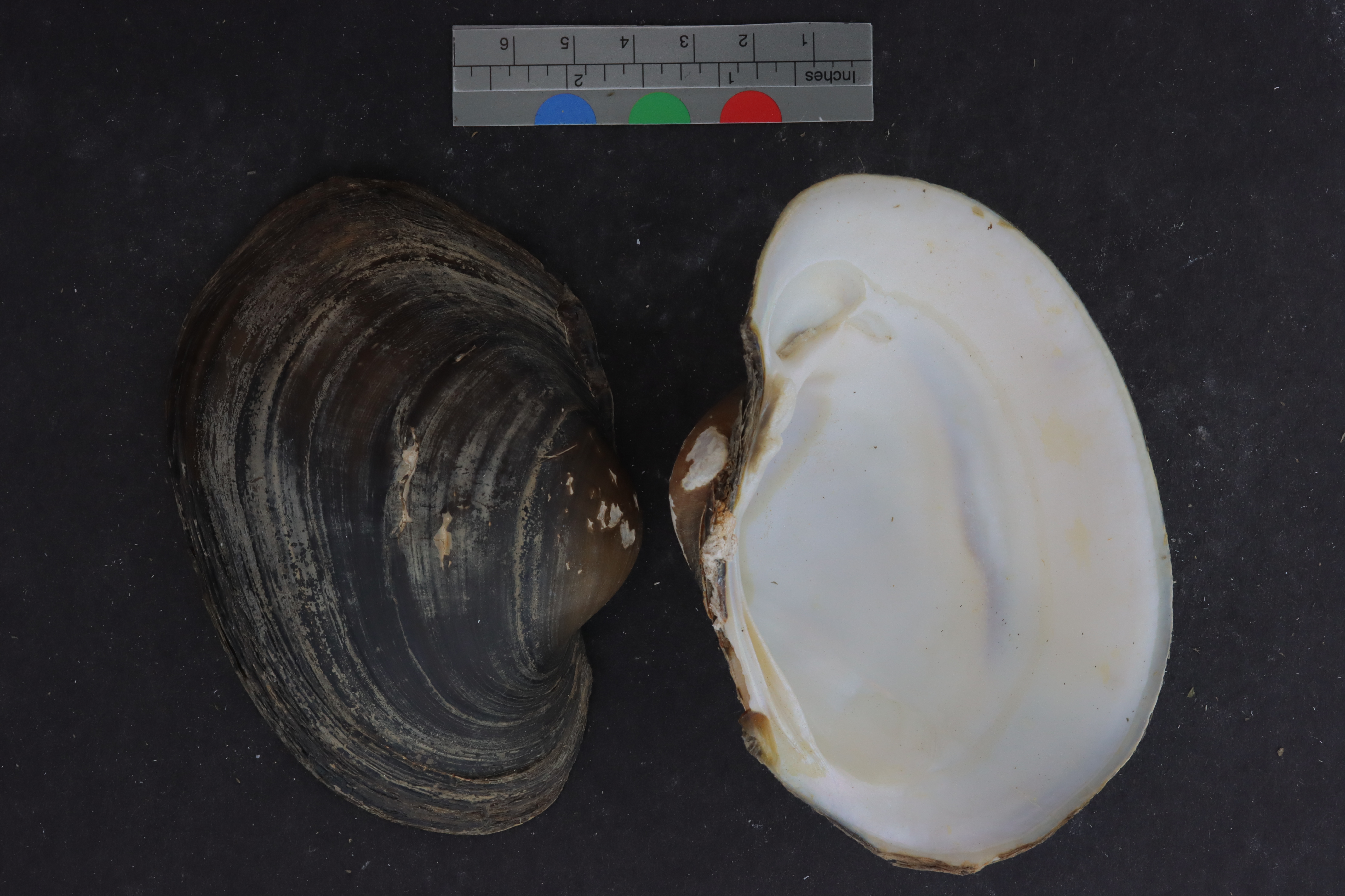 Lampsilis ventricosus satur