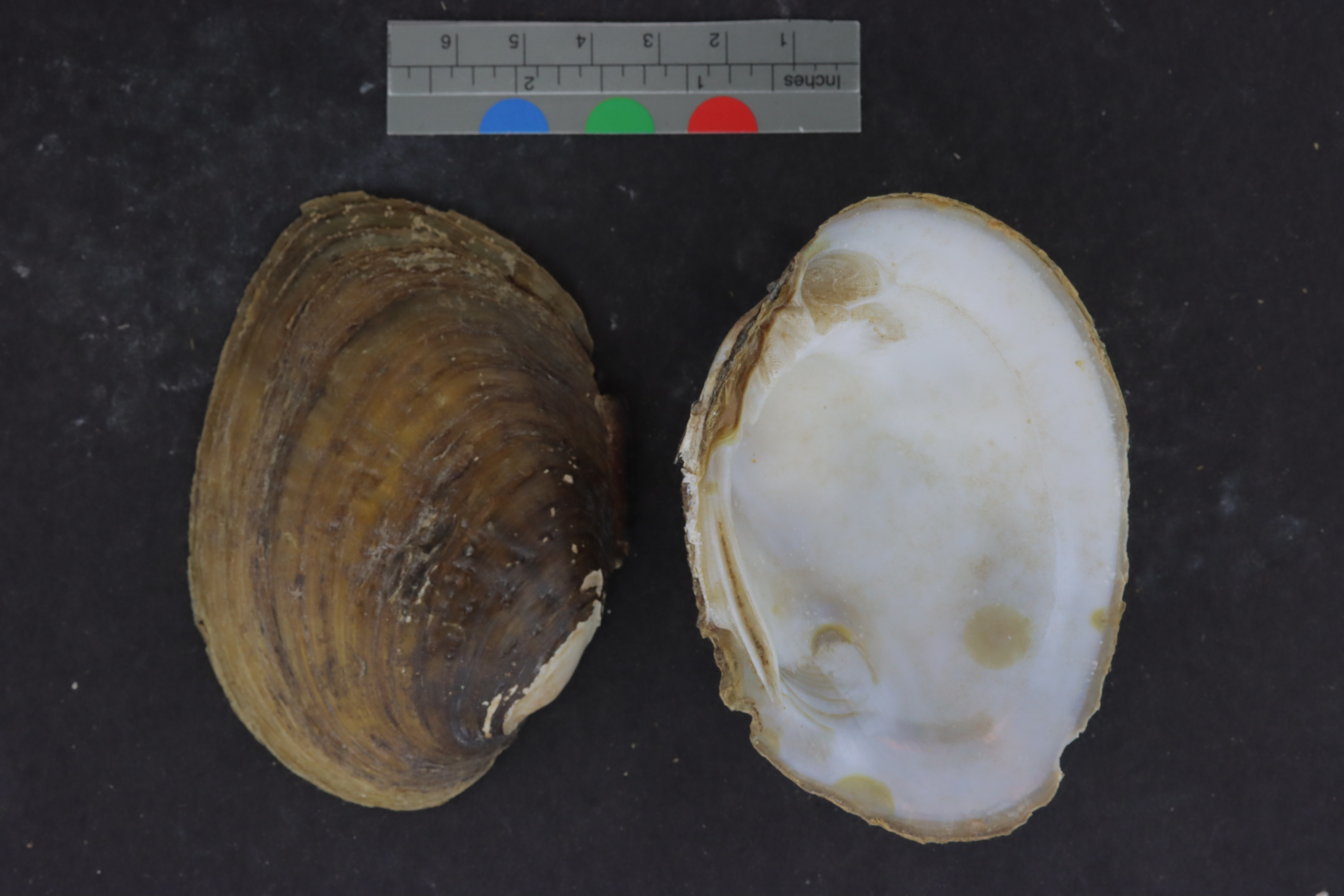Actinonaias pectorosa