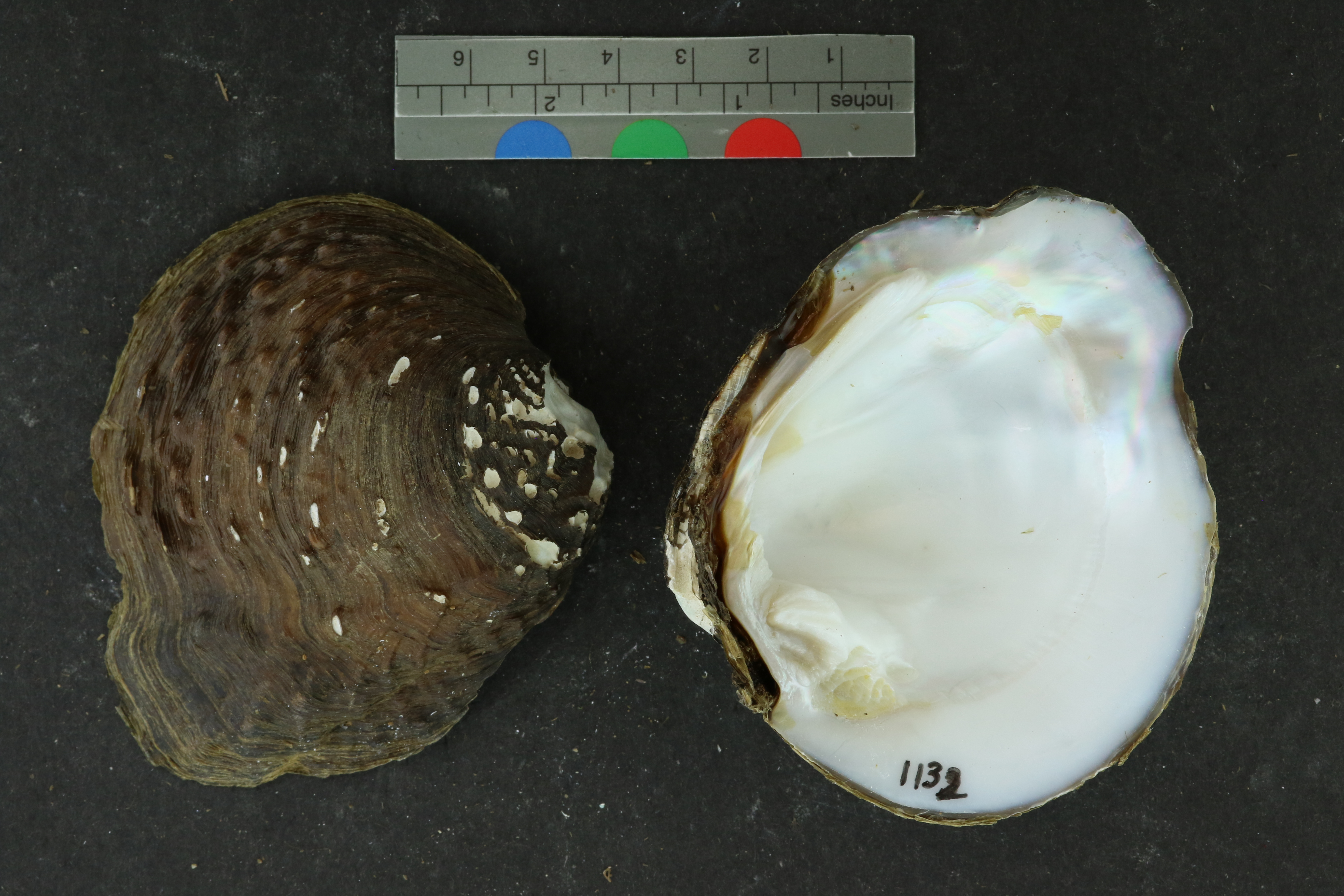 Specimen media